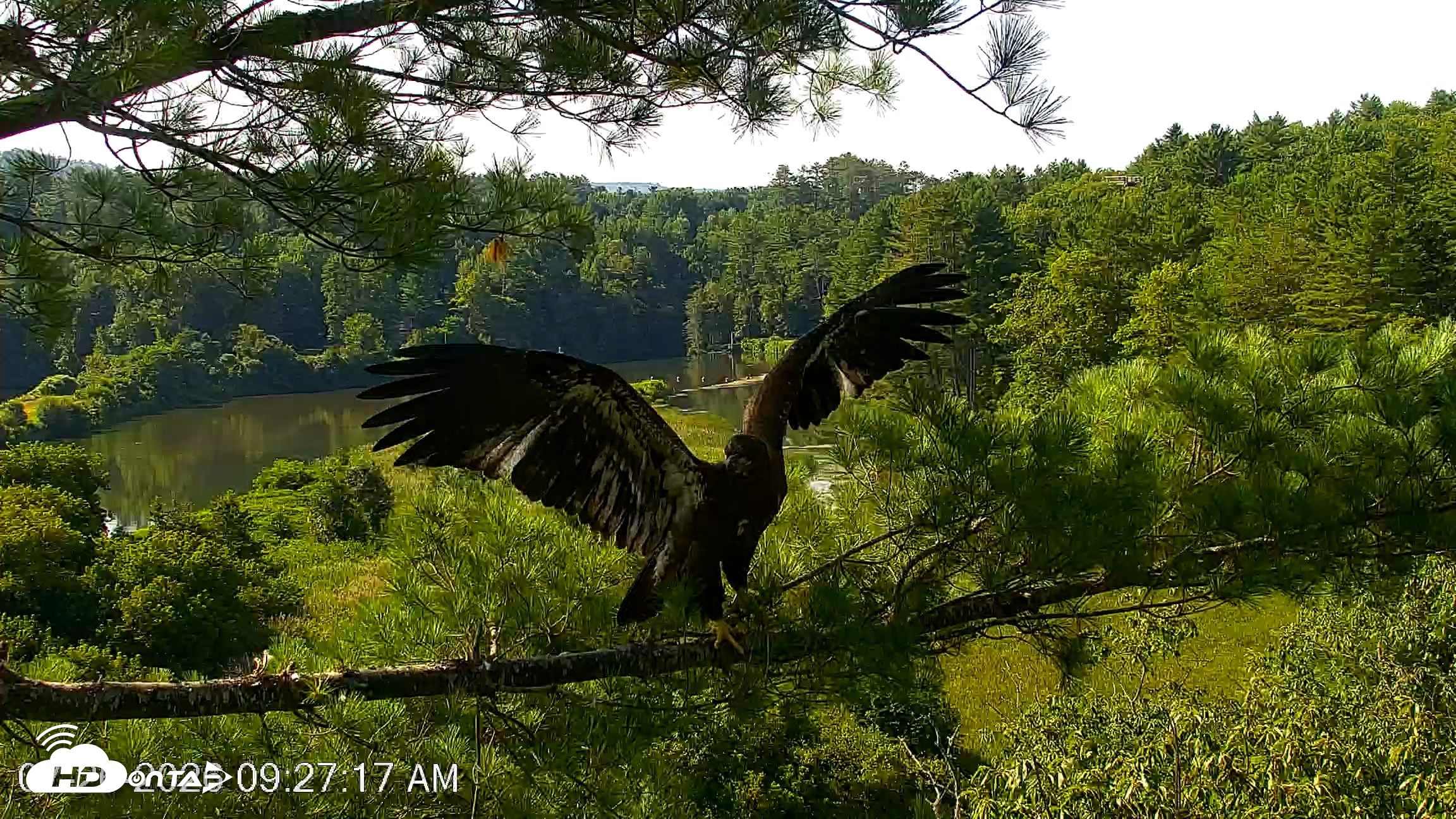 Snapshot of VINS Bald Eagles Nest Live Cams taken Jul 26, 2026, 9:27am EDT
