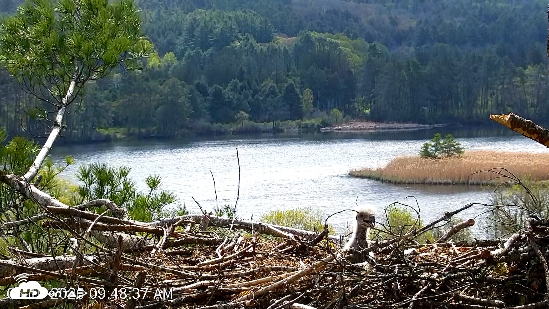 Snapshot of VINS Bald Eagles Nest Live Cams taken May 10, 2026, 9:49am EDT