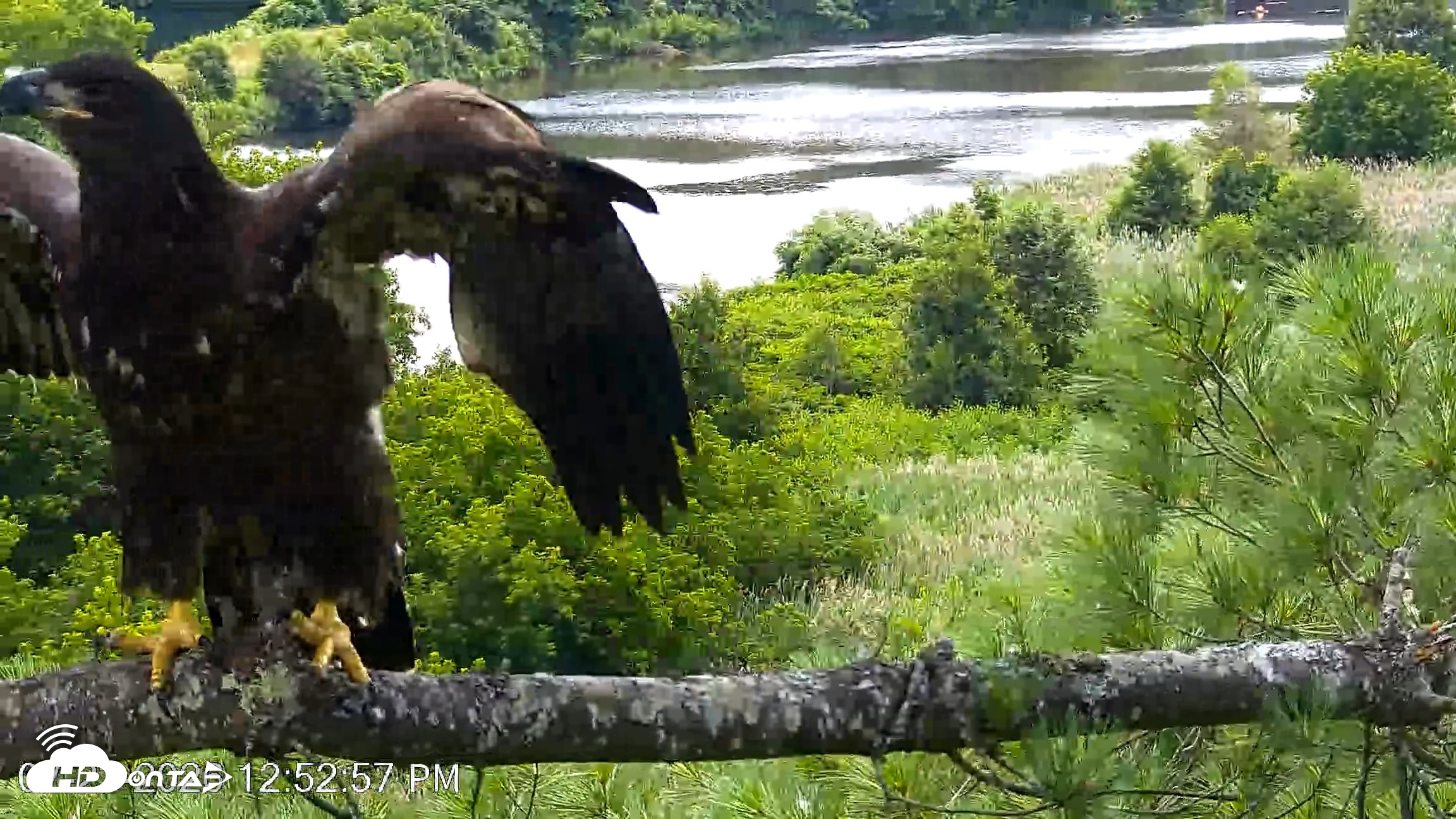 Snapshot of VINS Bald Eagles Nest Live Cams taken Jul 23, 2026, 12:53pm EDT