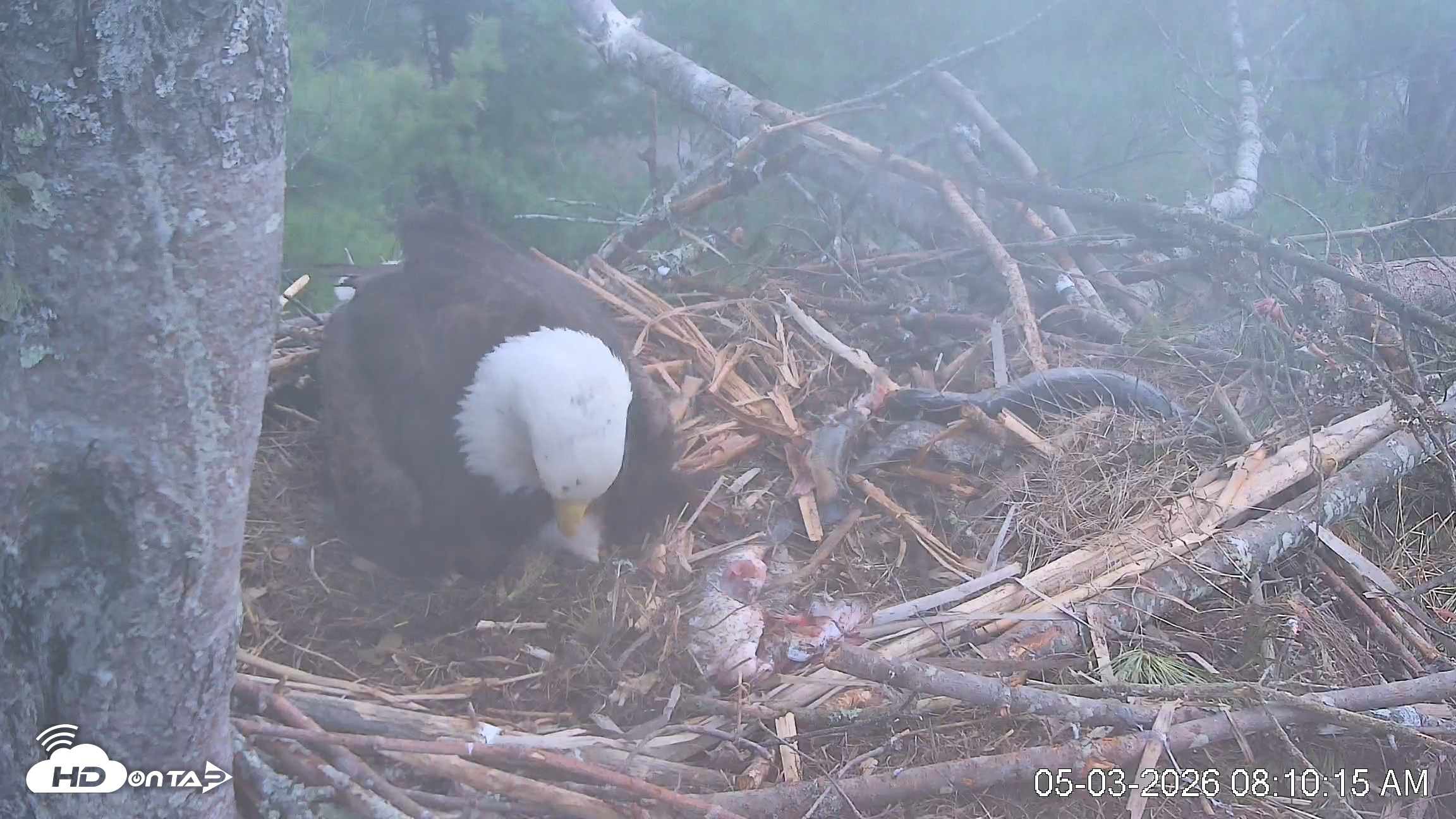 Snapshot of VINS Bald Eagles Nest Live Cams taken May 3, 2026, 8:10am EDT