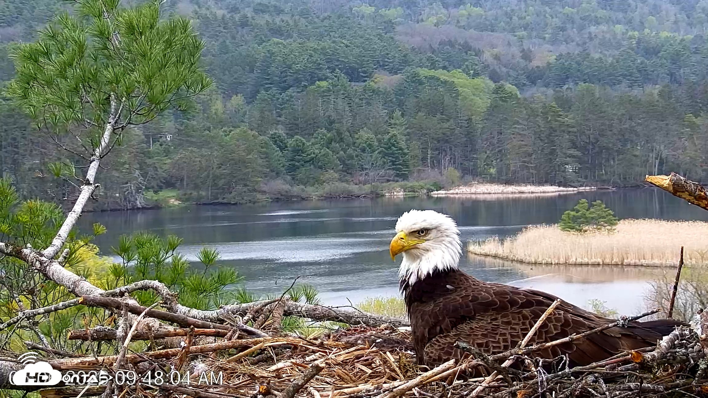 Snapshot of VINS Bald Eagles Nest Live Cams taken May 6, 2026, 9:48am EDT