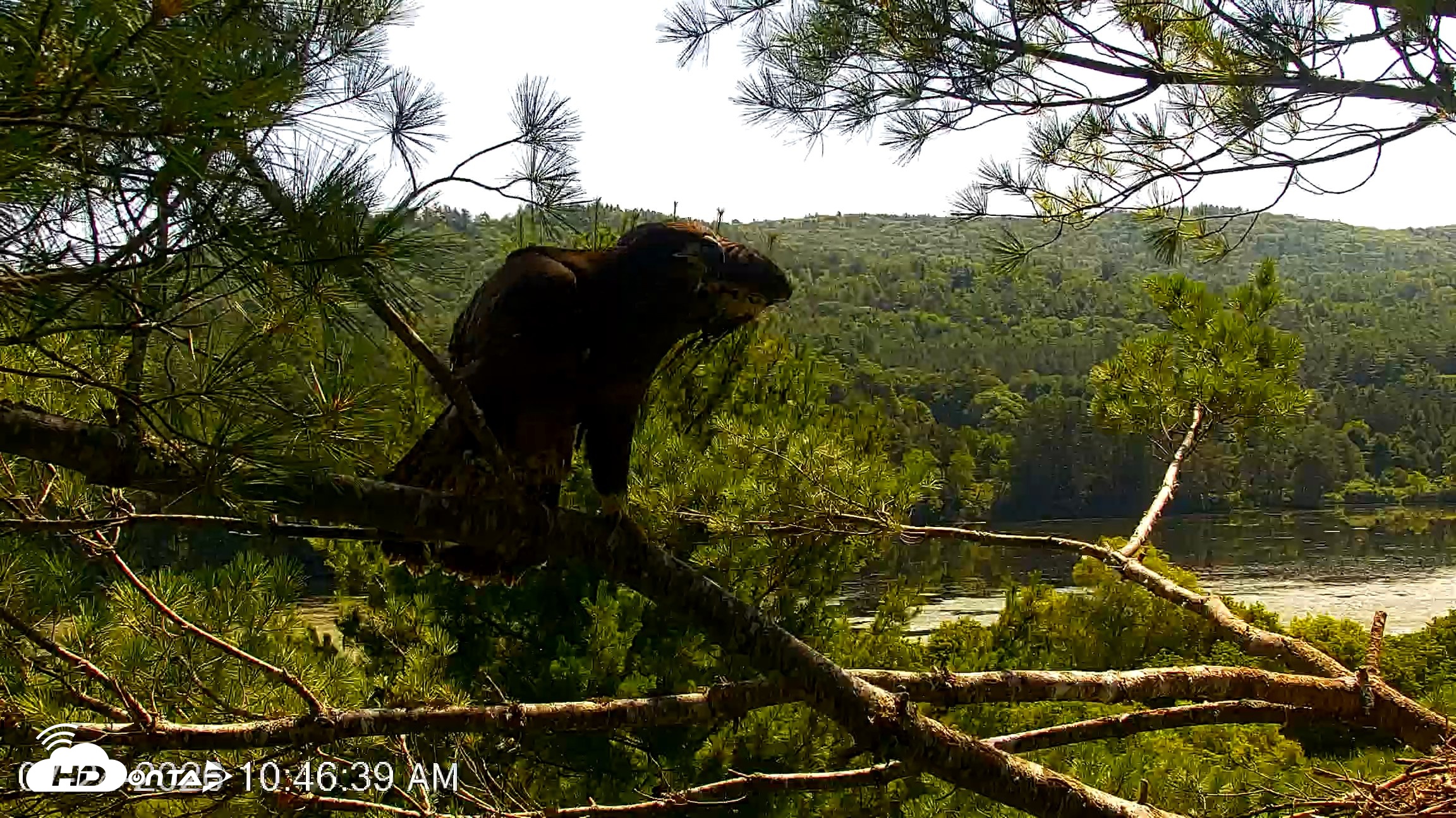 Snapshot of VINS Bald Eagles Nest Live Cams taken Jul 24, 2026, 10:47am EDT