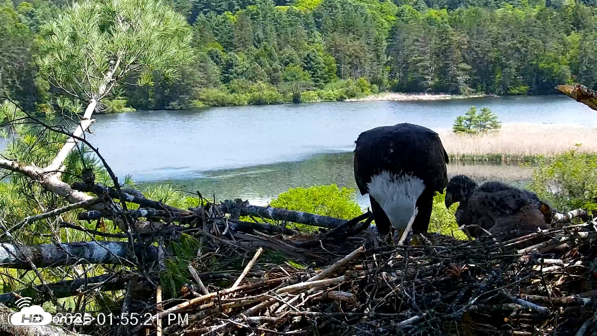 Snapshot of VINS Bald Eagles Nest Live Cams taken May 26, 2026, 1:56pm EDT