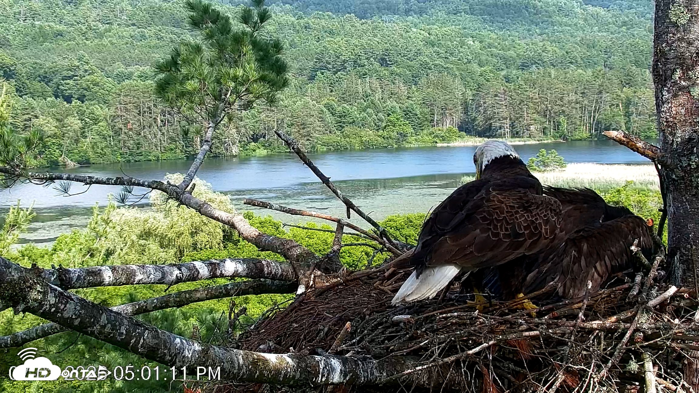Snapshot of VINS Bald Eagles Nest Live Cams taken Jul 2, 2026, 5:02pm EDT