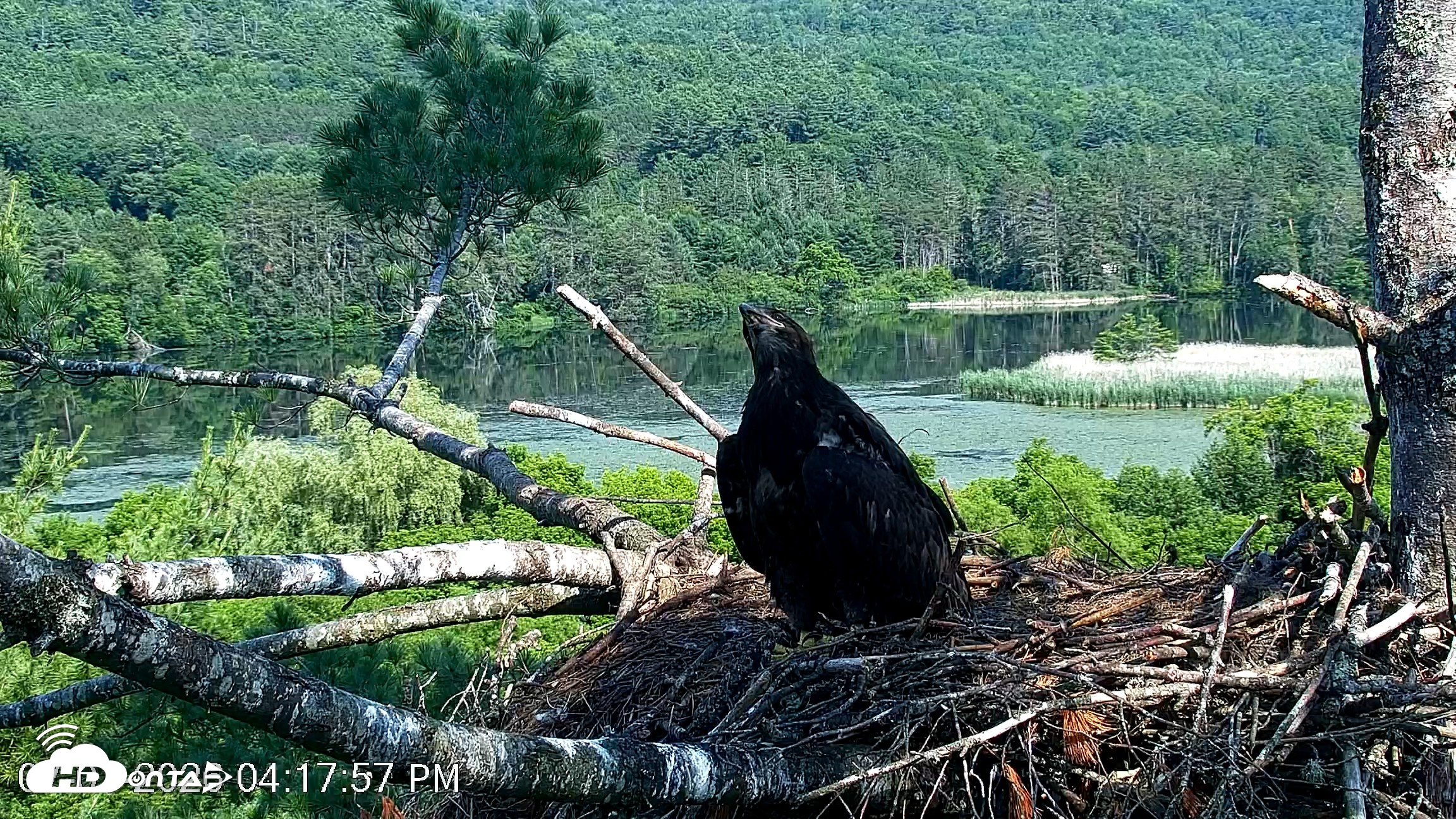Snapshot of VINS Bald Eagles Nest Live Cams taken Jul 1, 2026, 4:18pm EDT
