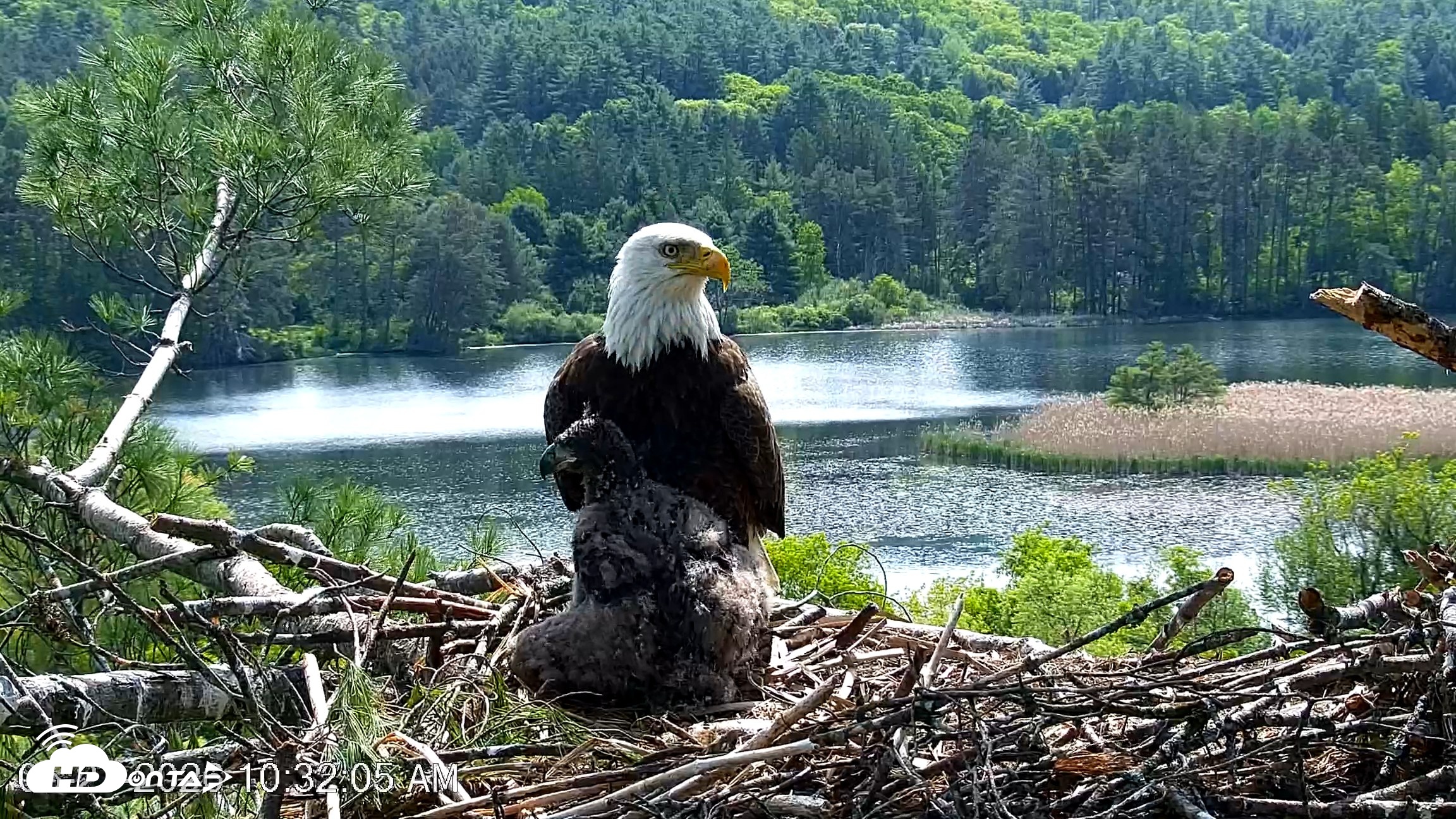 Snapshot of VINS Bald Eagles Nest Live Cams taken May 27, 2026, 10:32am EDT