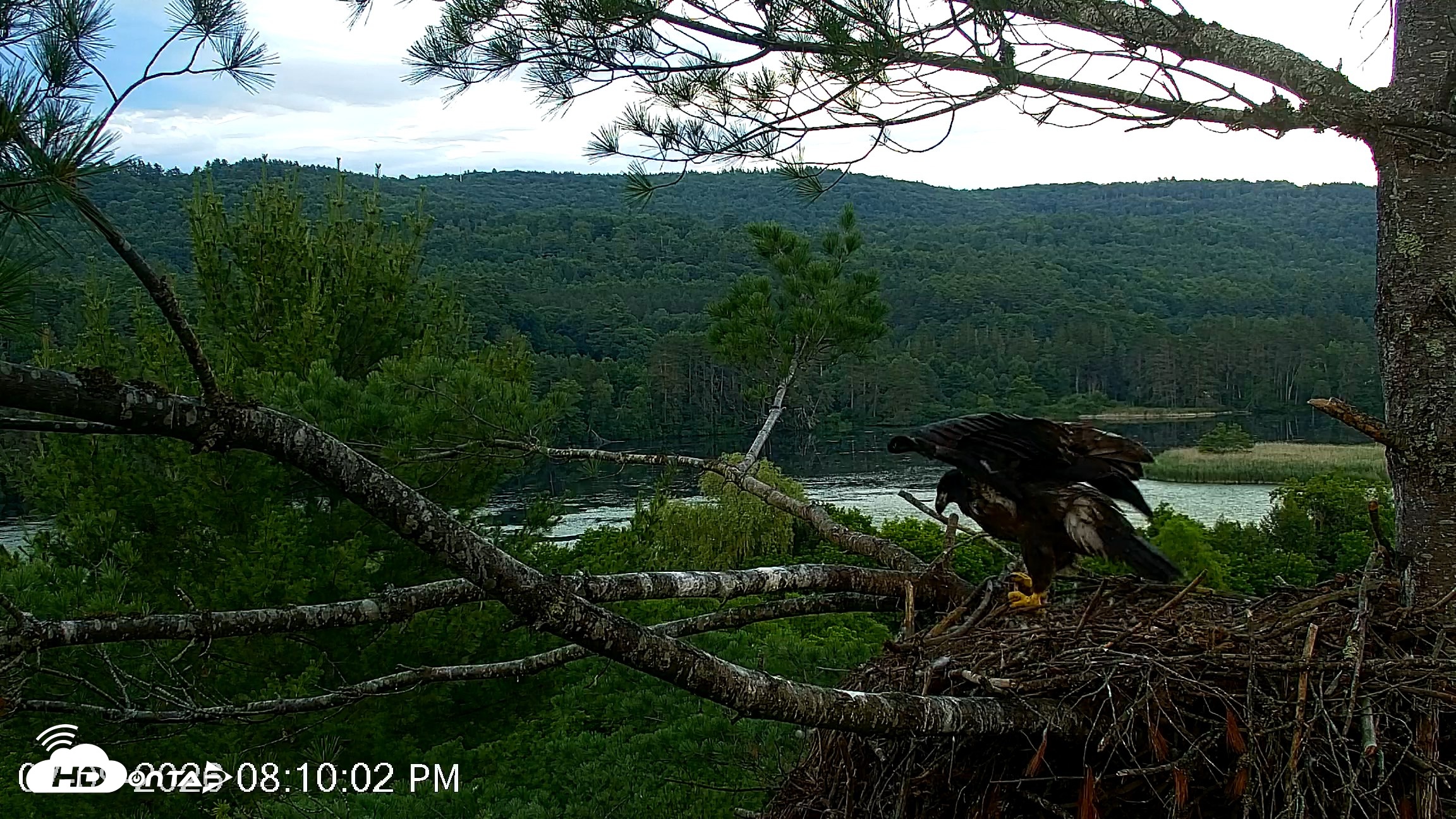 Snapshot of VINS Bald Eagles Nest Live Cams taken Jul 9, 2026, 8:10pm EDT