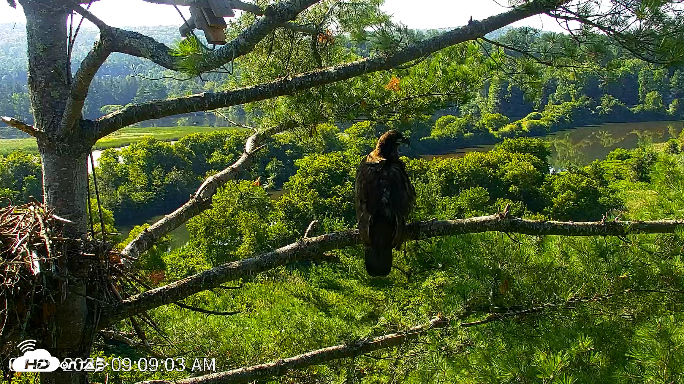 Snapshot of VINS Bald Eagles Nest Live Cams taken Jul 25, 2026, 9:09am EDT