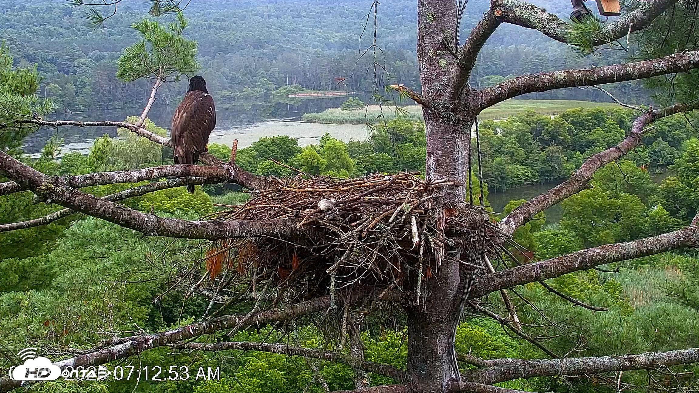 Snapshot of VINS Bald Eagles Nest Live Cams taken Jul 29, 2026, 7:13am EDT