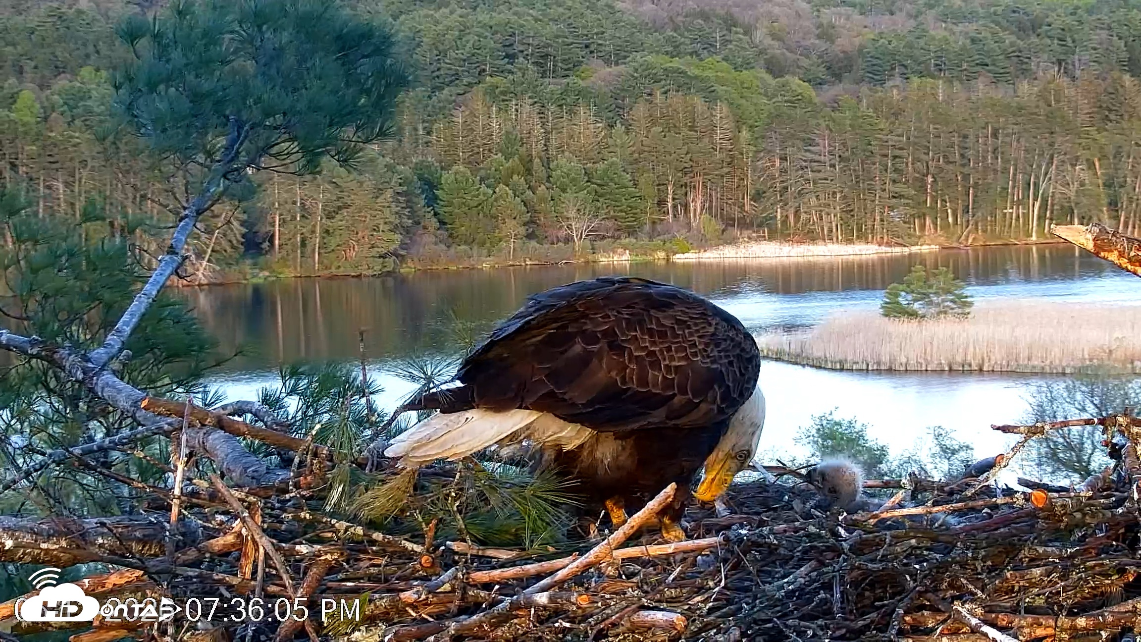 Snapshot of VINS Bald Eagles Nest Live Cams taken May 12, 2026, 7:36pm EDT