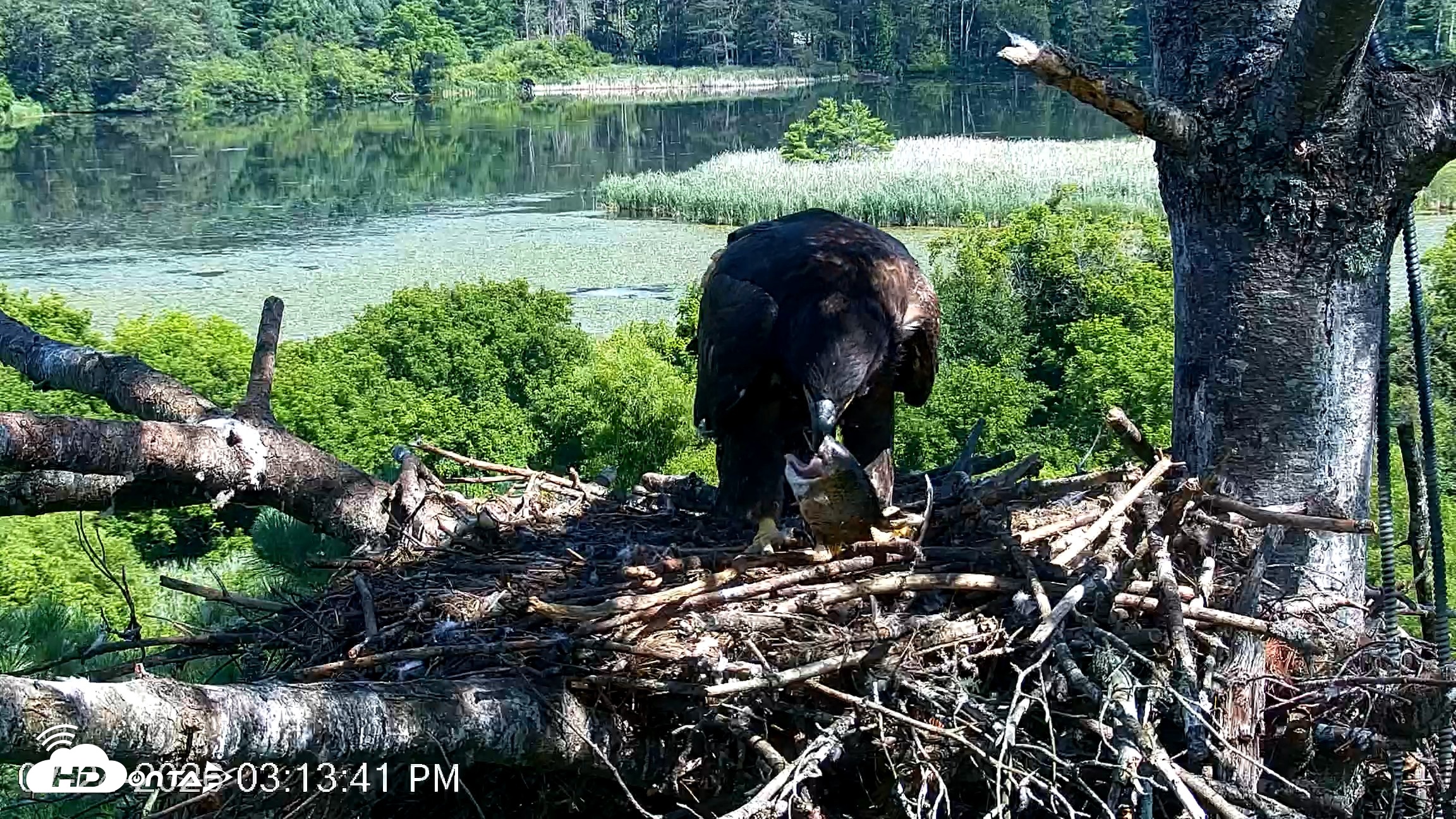 Snapshot of VINS Bald Eagles Nest Live Cams taken Jul 24, 2026, 3:15pm EDT