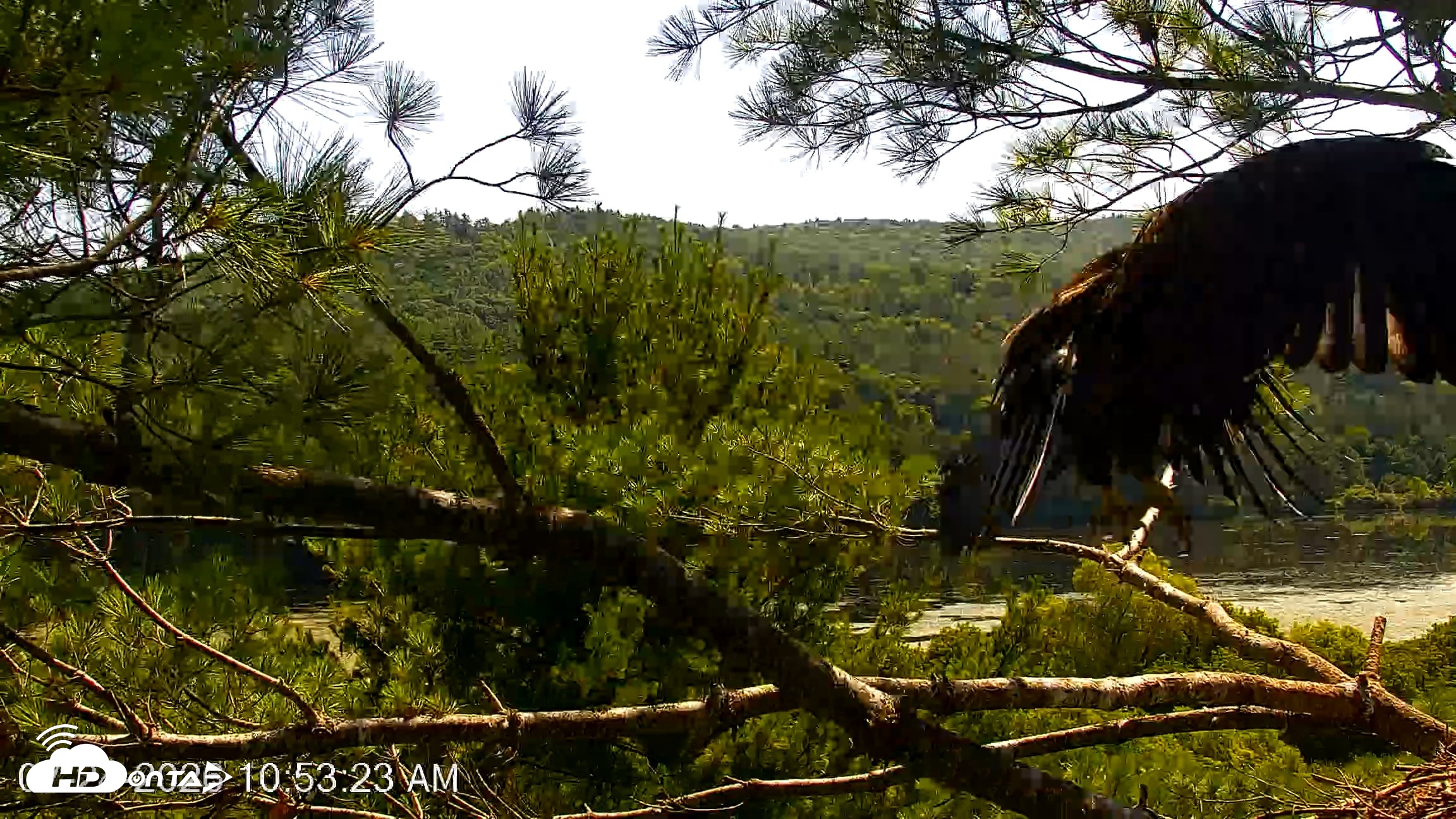 Snapshot of VINS Bald Eagles Nest Live Cams taken Jul 24, 2026, 10:54am EDT
