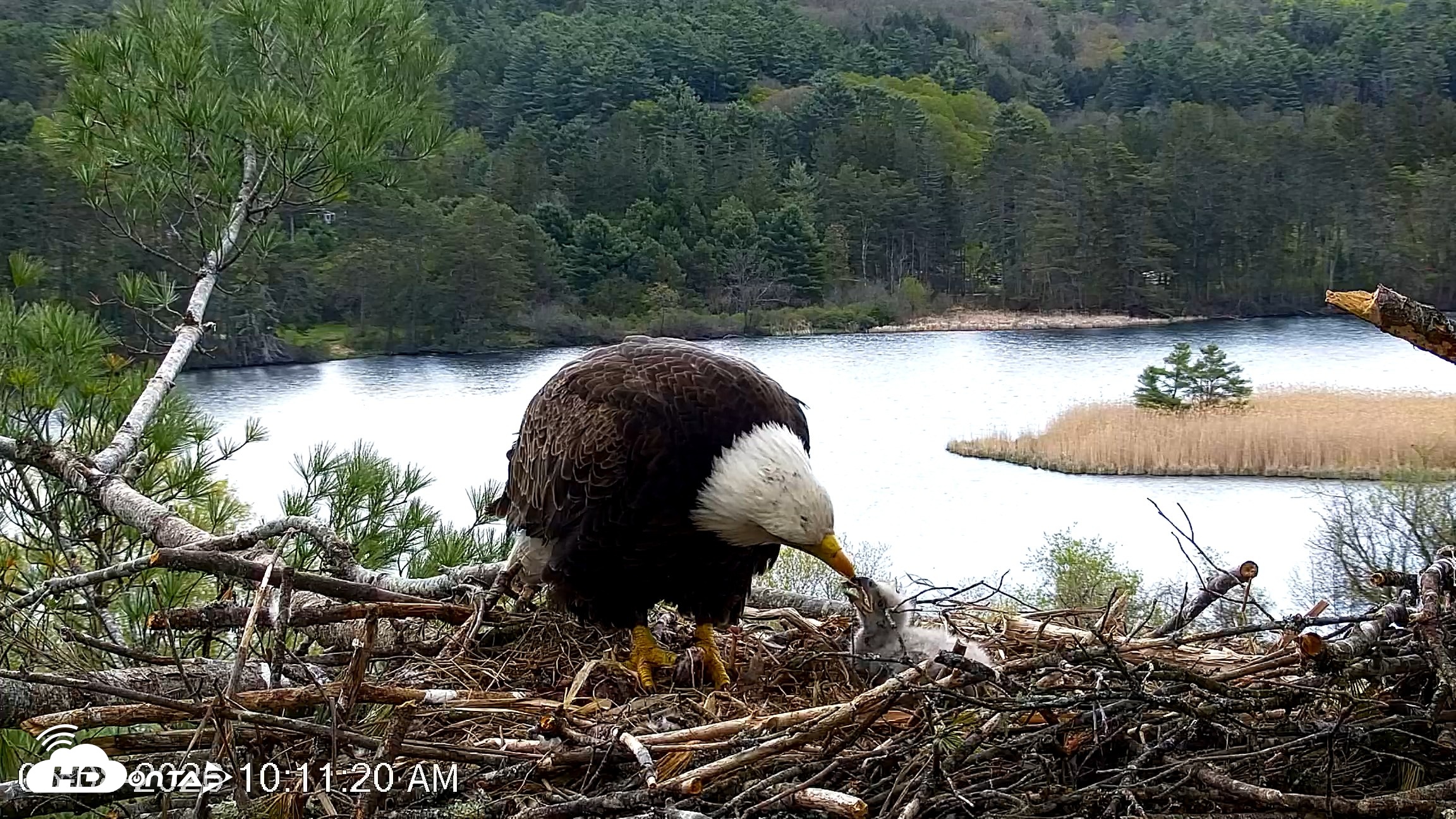 Snapshot of VINS Bald Eagles Nest Live Cams taken May 8, 2026, 10:12am EDT