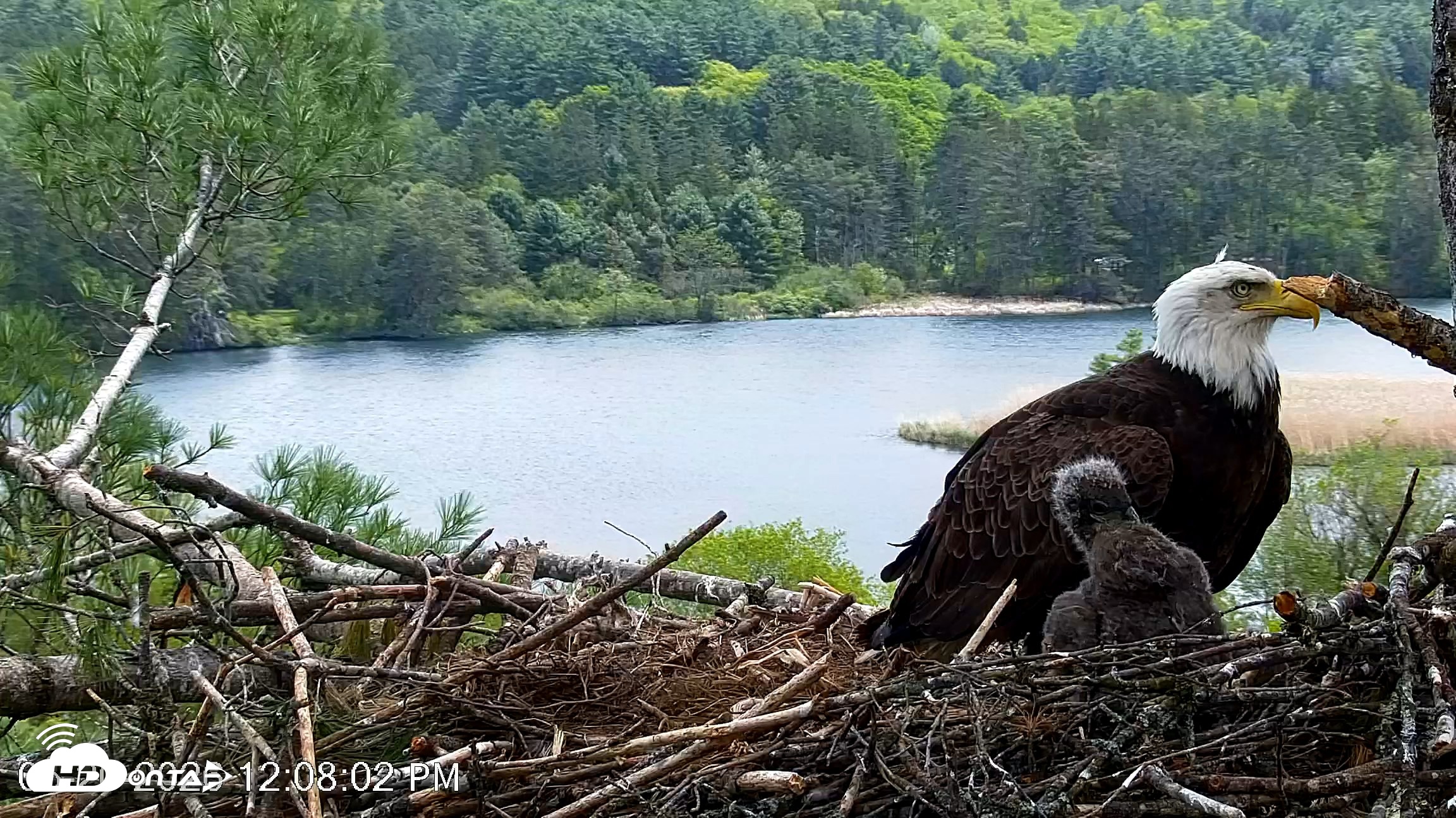 Snapshot of VINS Bald Eagles Nest Live Cams taken May 20, 2026, 12:09pm EDT