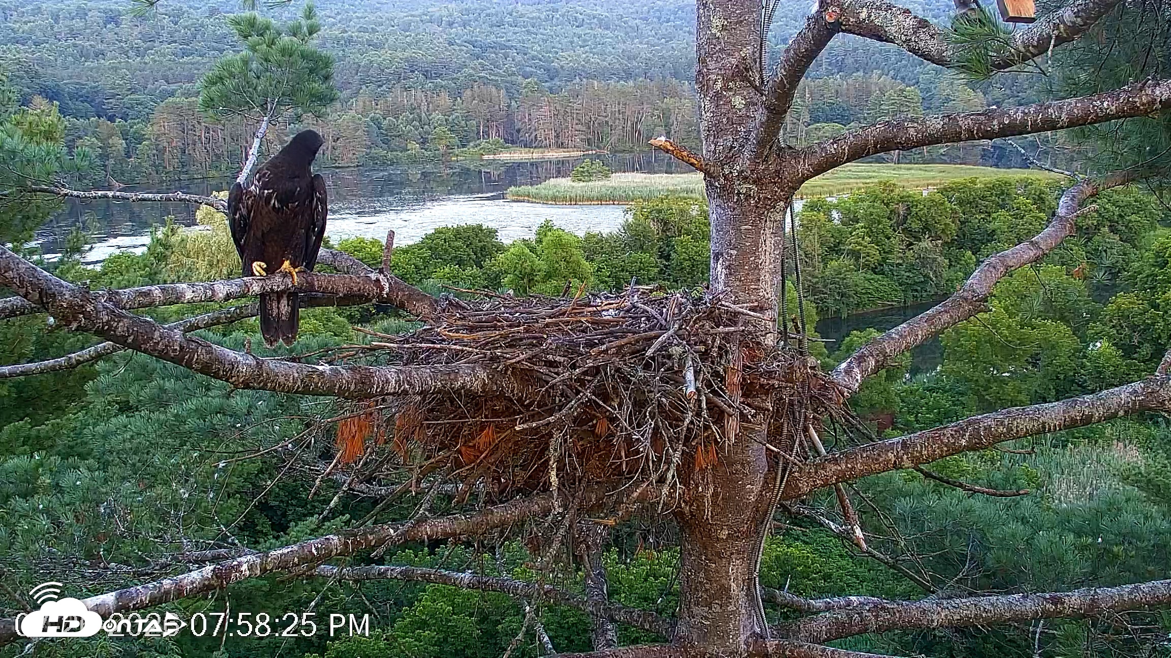 Snapshot of VINS Bald Eagles Nest Live Cams taken Jul 26, 2026, 7:59pm EDT