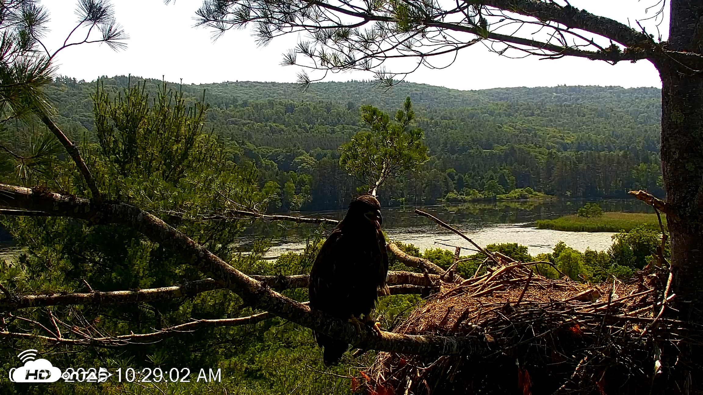 Snapshot of VINS Bald Eagles Nest Live Cams taken Jul 5, 2026, 10:29am EDT