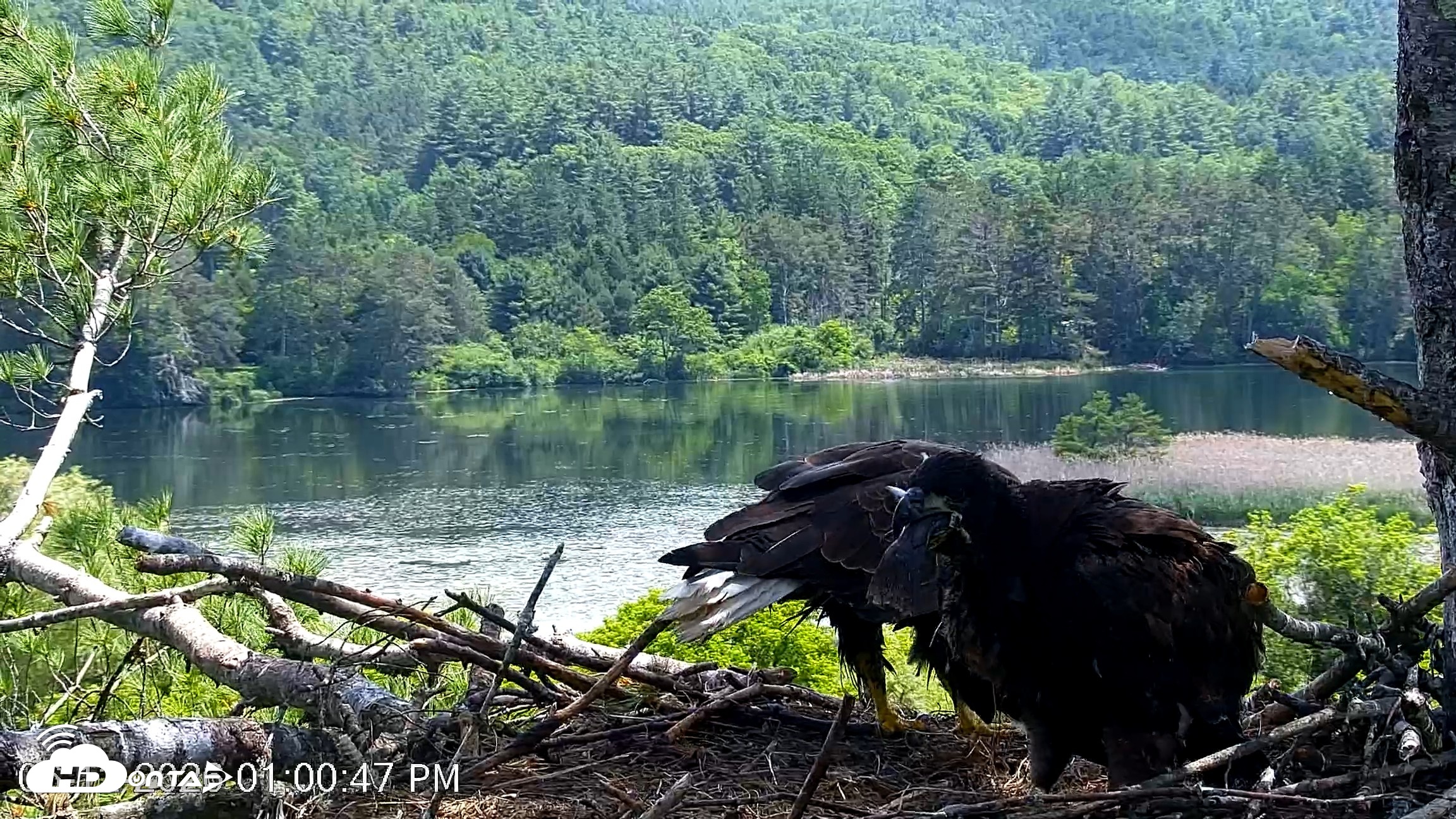 Snapshot of VINS Bald Eagles Nest Live Cams taken Jun 12, 2026, 1:01pm EDT