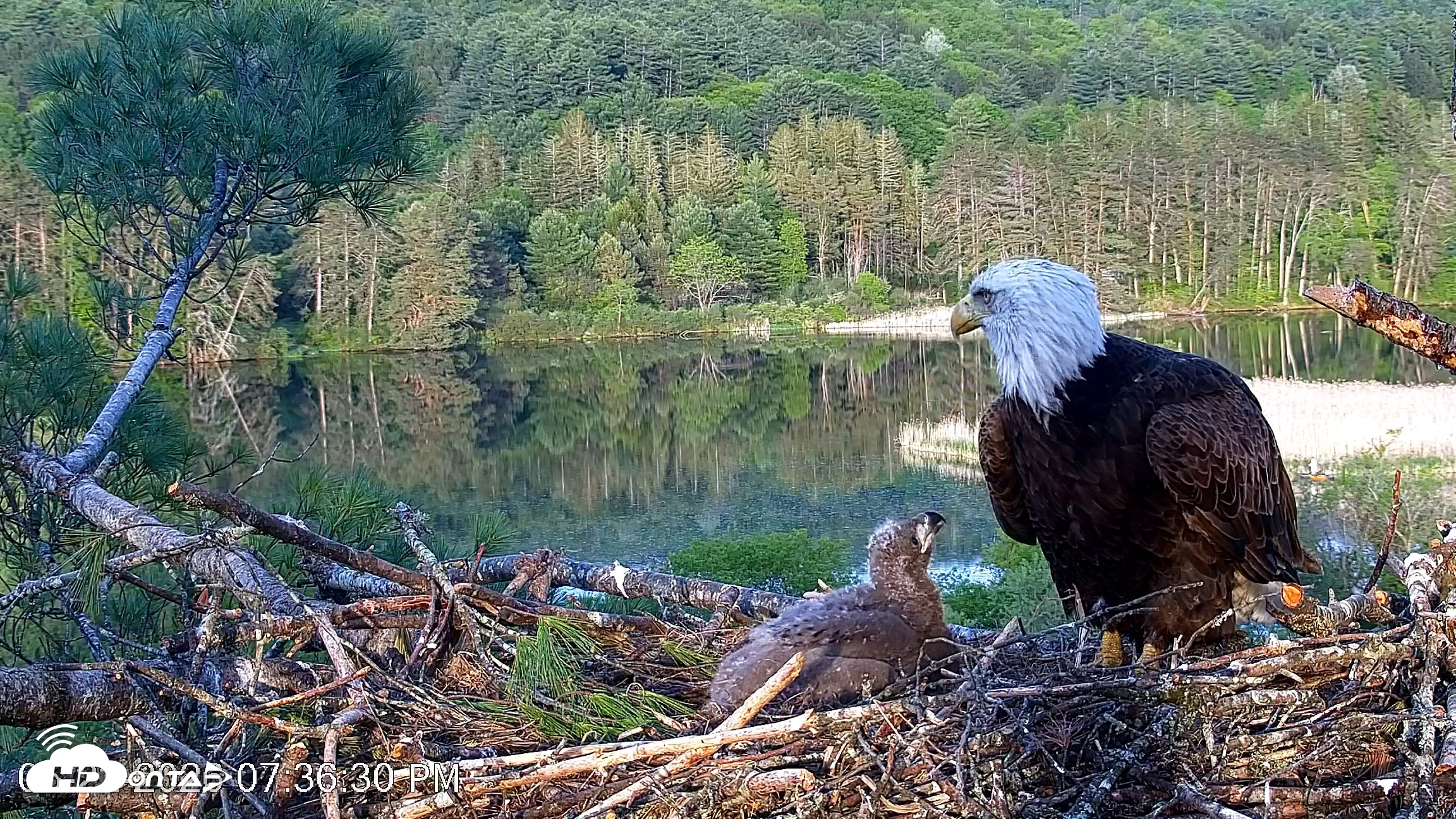 Snapshot of VINS Bald Eagles Nest Live Cams taken May 22, 2026, 7:37pm EDT