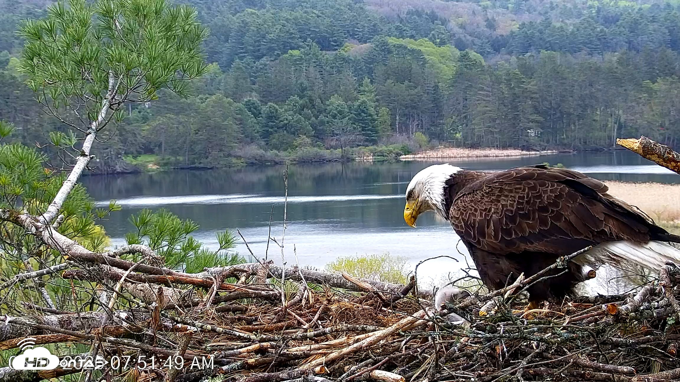 Snapshot of VINS Bald Eagles Nest Live Cams taken May 10, 2026, 7:52am EDT