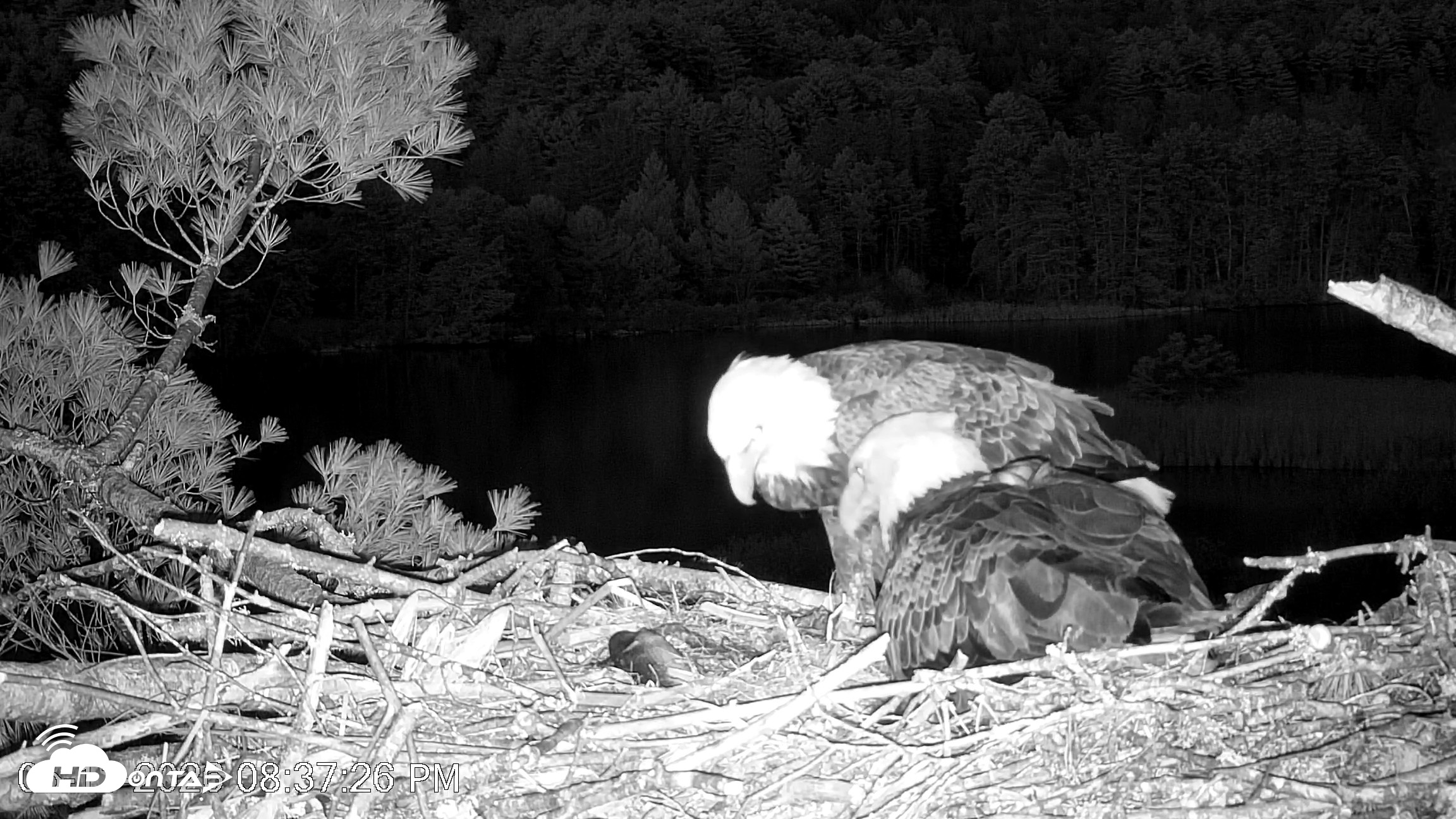 Snapshot of VINS Bald Eagles Nest Live Cams taken May 11, 2026, 8:38pm EDT