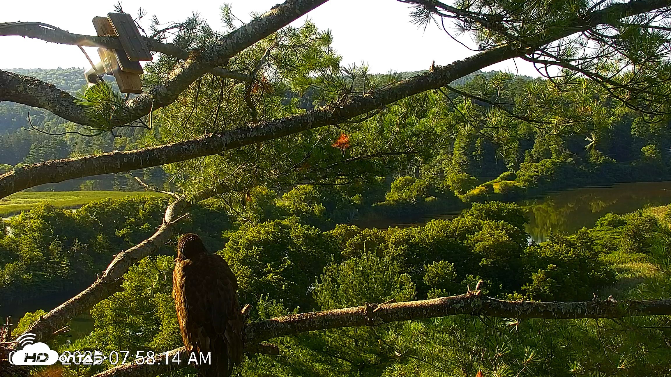 Snapshot of VINS Bald Eagles Nest Live Cams taken Jul 24, 2026, 7:59am EDT