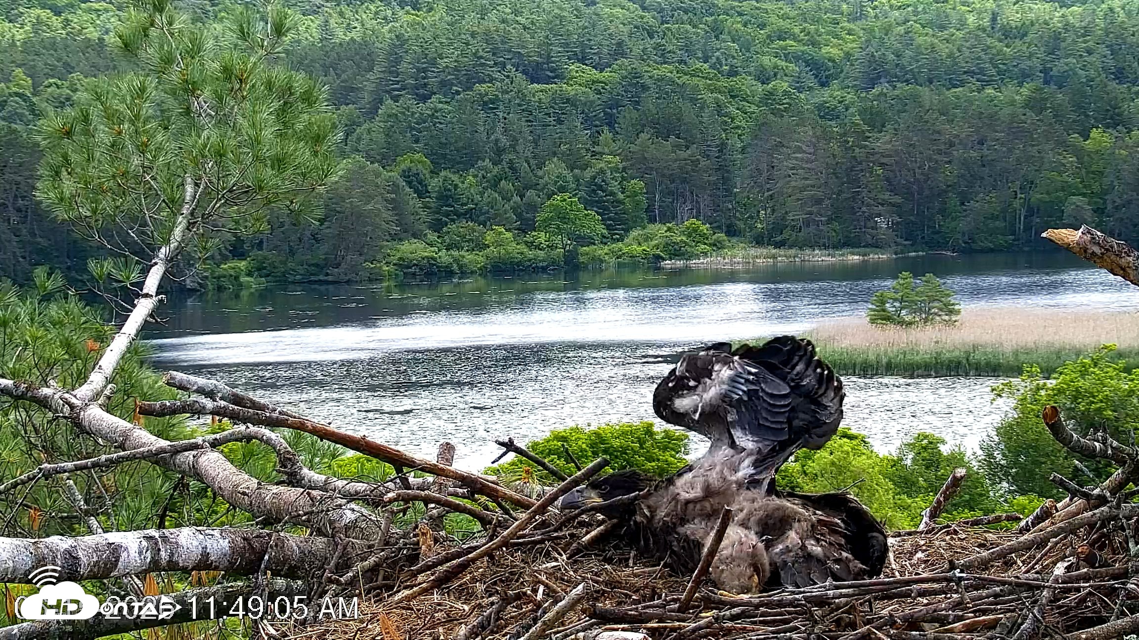 Snapshot of VINS Bald Eagles Nest Live Cams taken Jun 15, 2026, 11:49am EDT