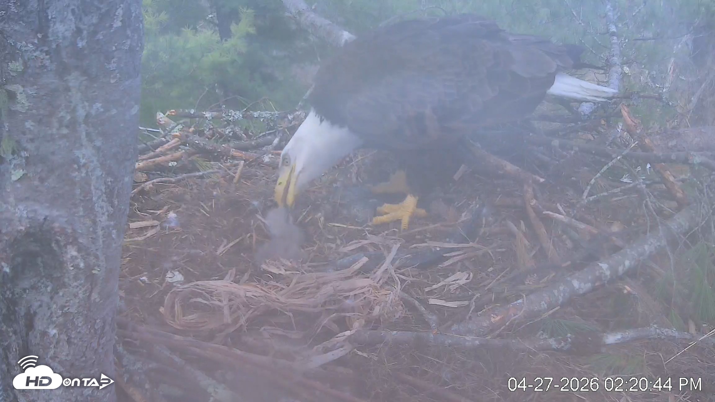 Snapshot of VINS Bald Eagles Nest Live Cams taken Apr 27, 2026, 2:21pm EDT