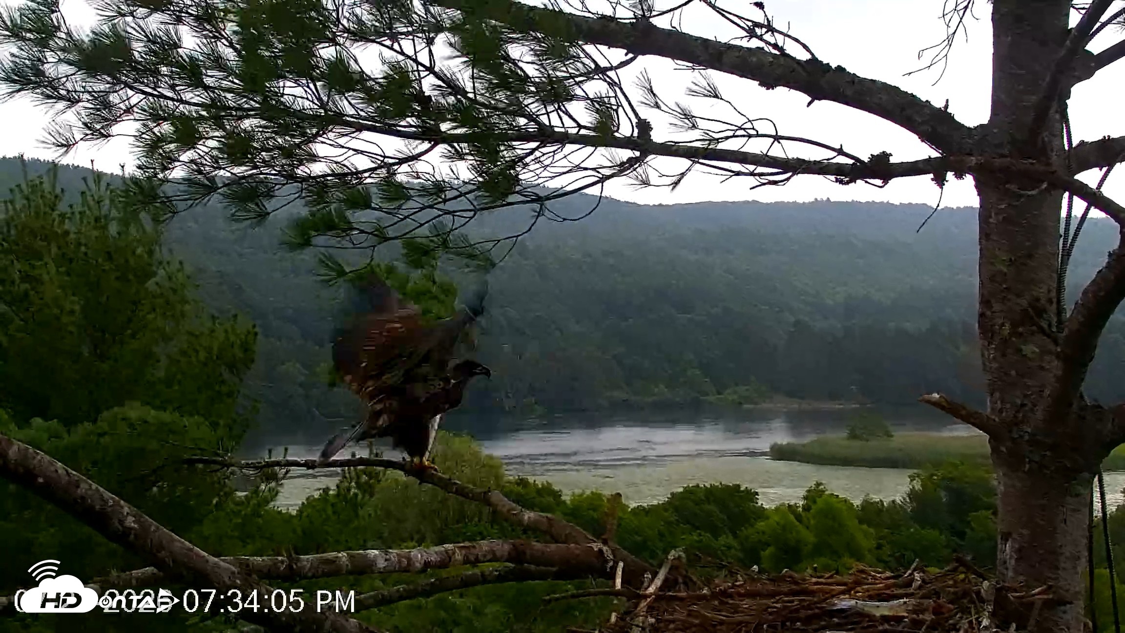 Snapshot of VINS Bald Eagles Nest Live Cams taken Jul 21, 2026, 7:34pm EDT