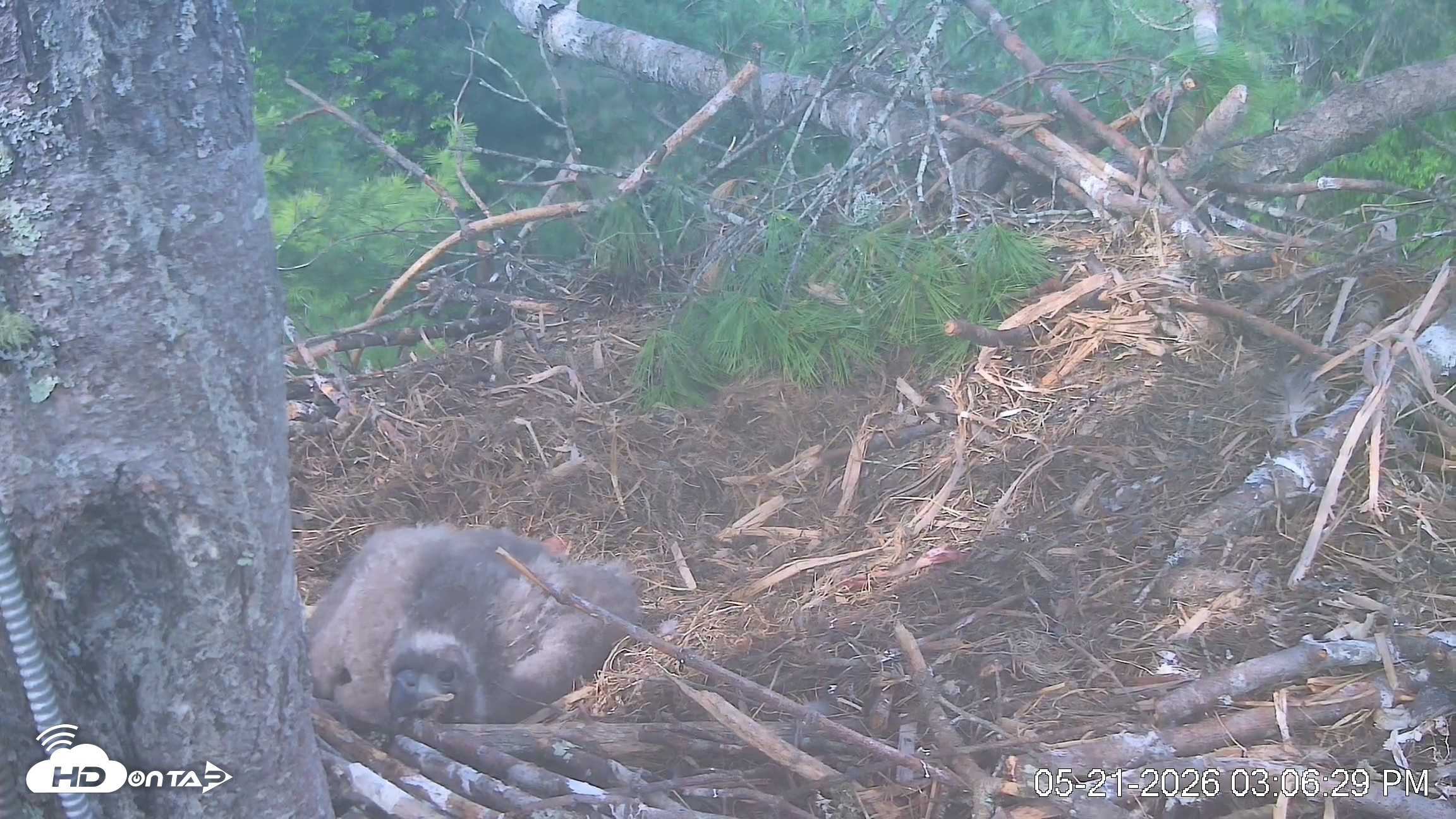 Snapshot of VINS Bald Eagles Nest Live Cams taken May 21, 2026, 3:07pm EDT