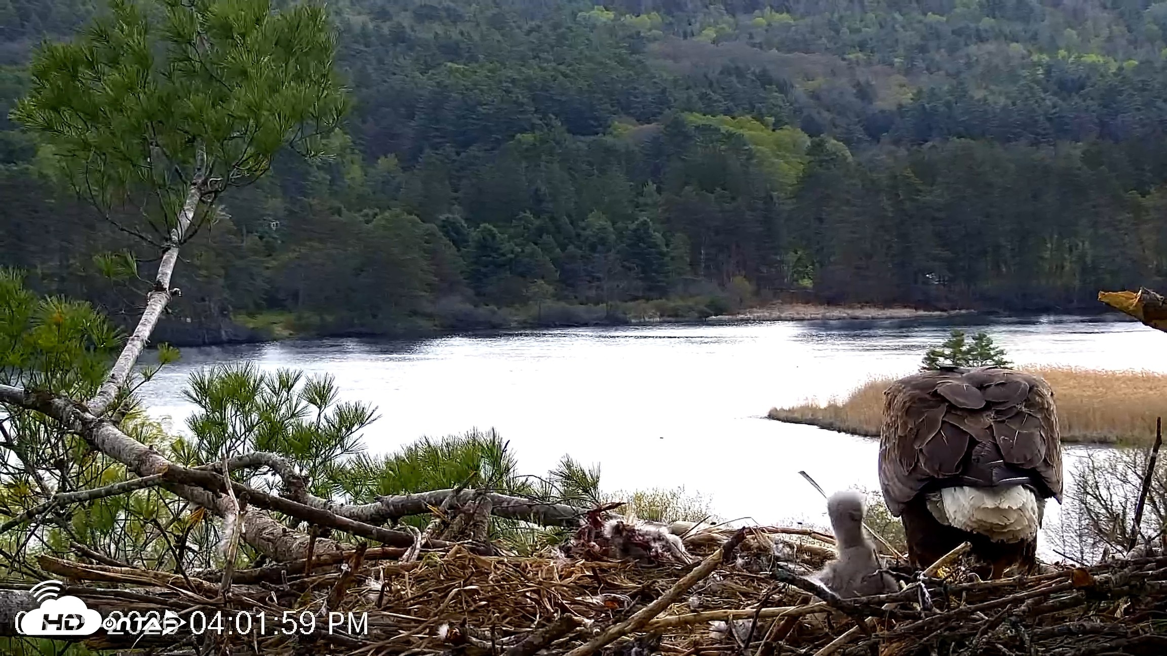 Snapshot of VINS Bald Eagles Nest Live Cams taken May 5, 2026, 4:02pm EDT