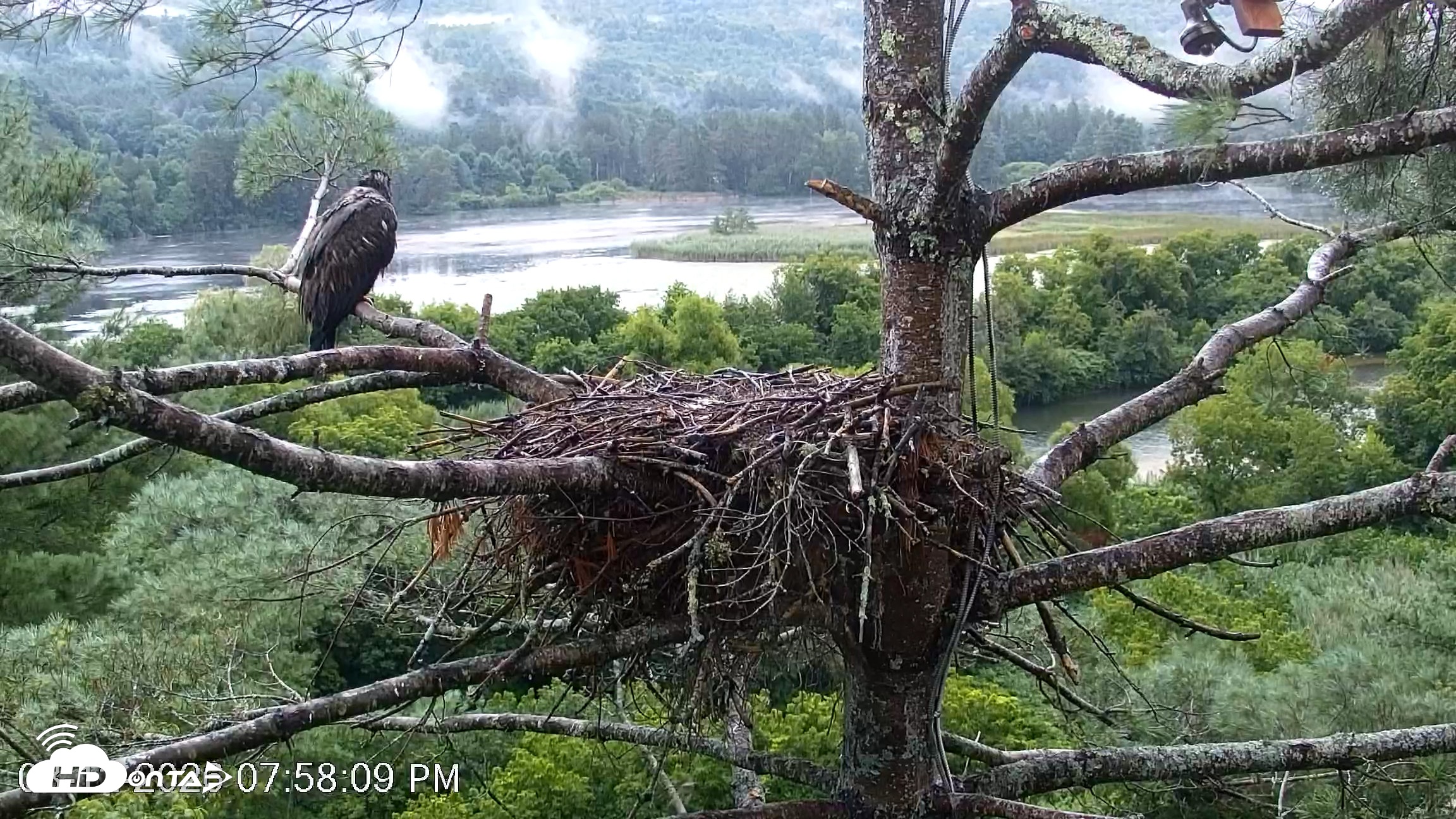 Snapshot of VINS Bald Eagles Nest Live Cams taken Aug 12, 2026, 7:59pm EDT