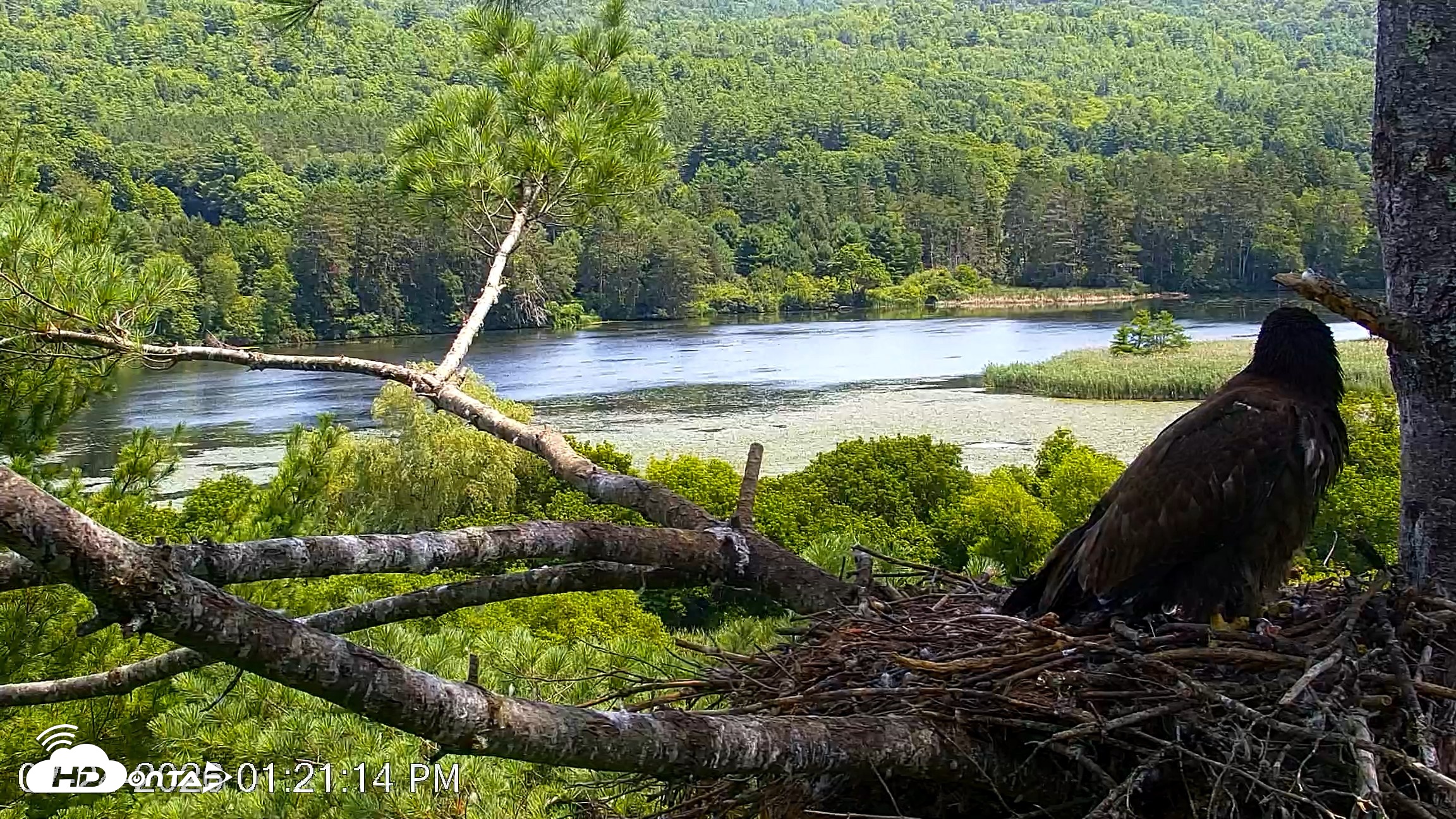 Snapshot of VINS Bald Eagles Nest Live Cams taken Jul 24, 2026, 1:22pm EDT