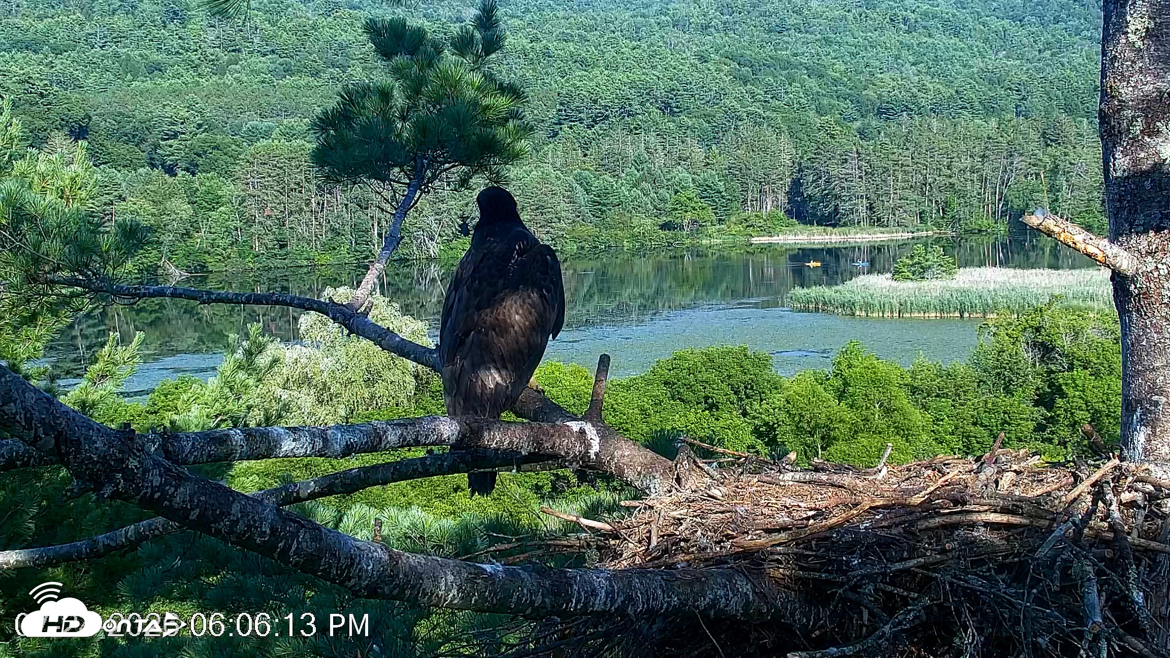 Snapshot of VINS Bald Eagles Nest Live Cams taken Jul 24, 2026, 6:06pm EDT