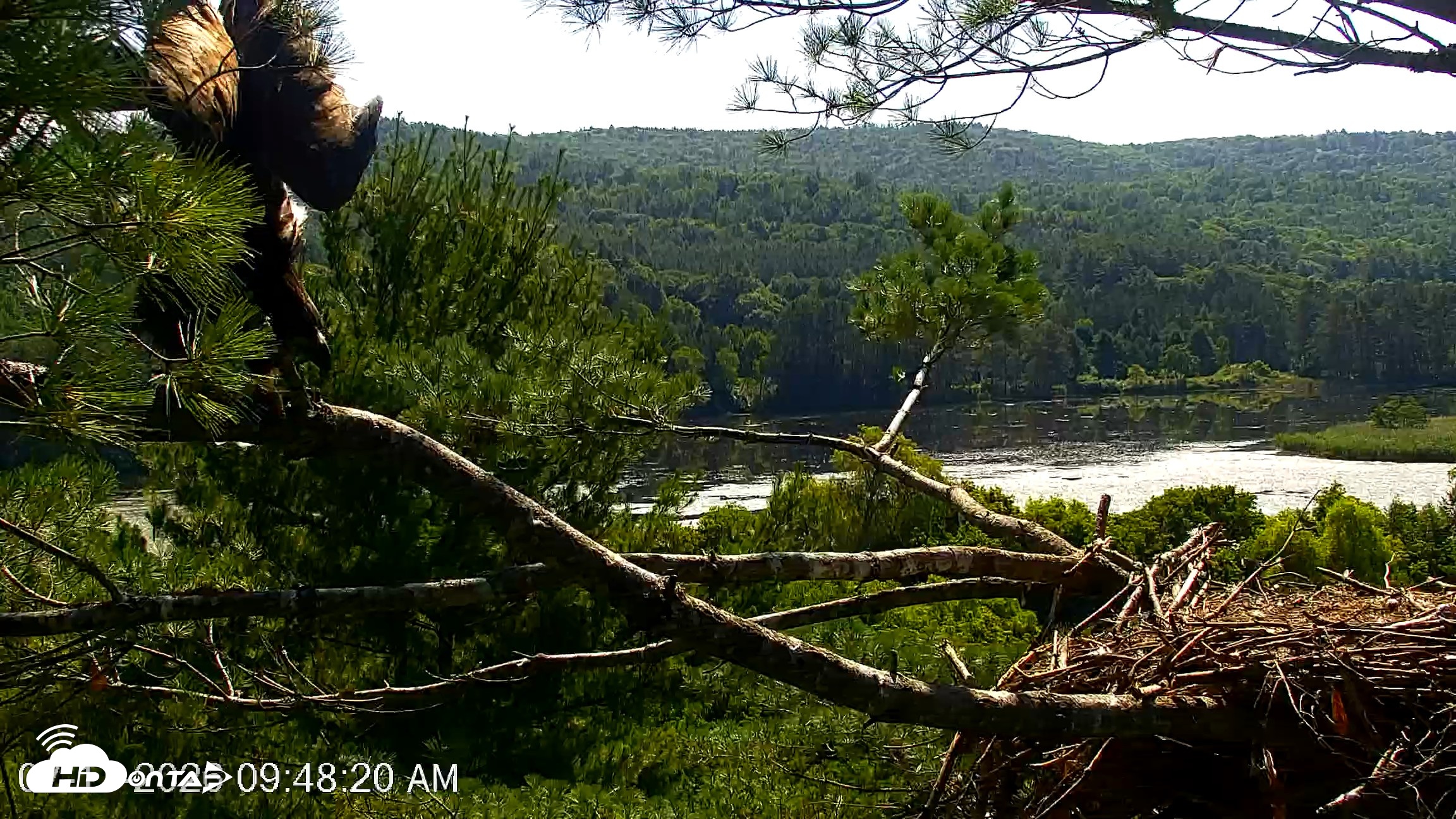 Snapshot of VINS Bald Eagles Nest Live Cams taken Jul 17, 2026, 9:49am EDT