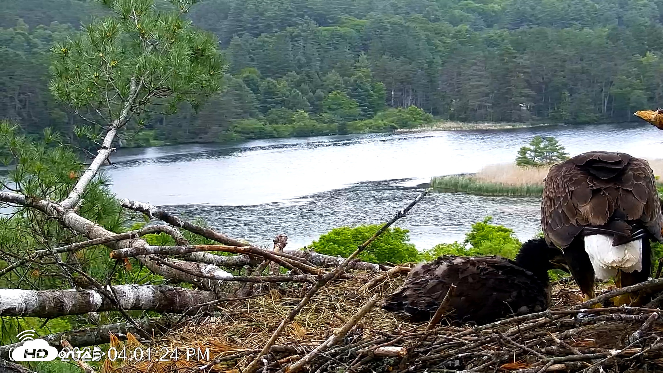 Snapshot of VINS Bald Eagles Nest Live Cams taken Jun 7, 2026, 4:02pm EDT