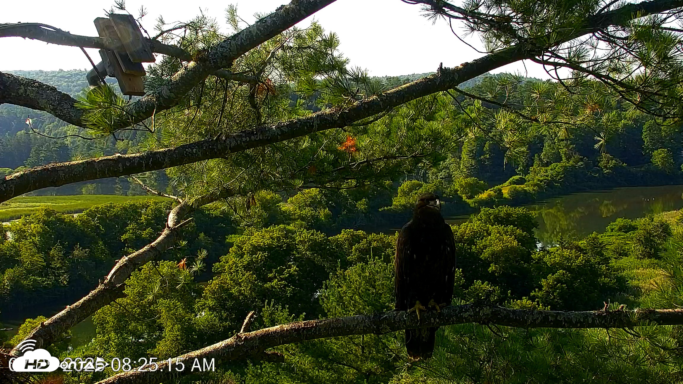 Snapshot of VINS Bald Eagles Nest Live Cams taken Jul 25, 2026, 8:25am EDT