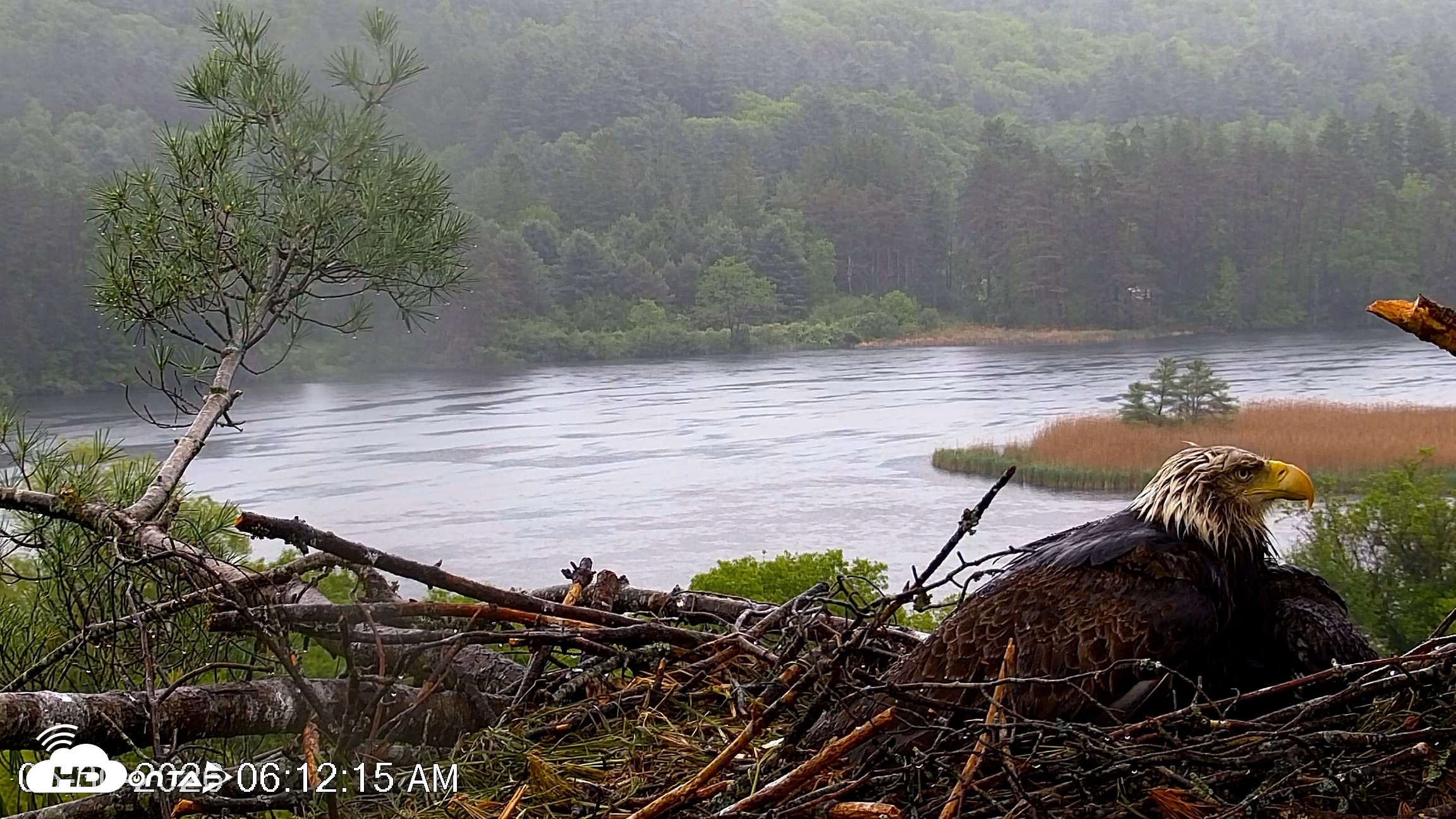 Snapshot of VINS Bald Eagles Nest Live Cams taken May 30, 2026, 6:13am EDT