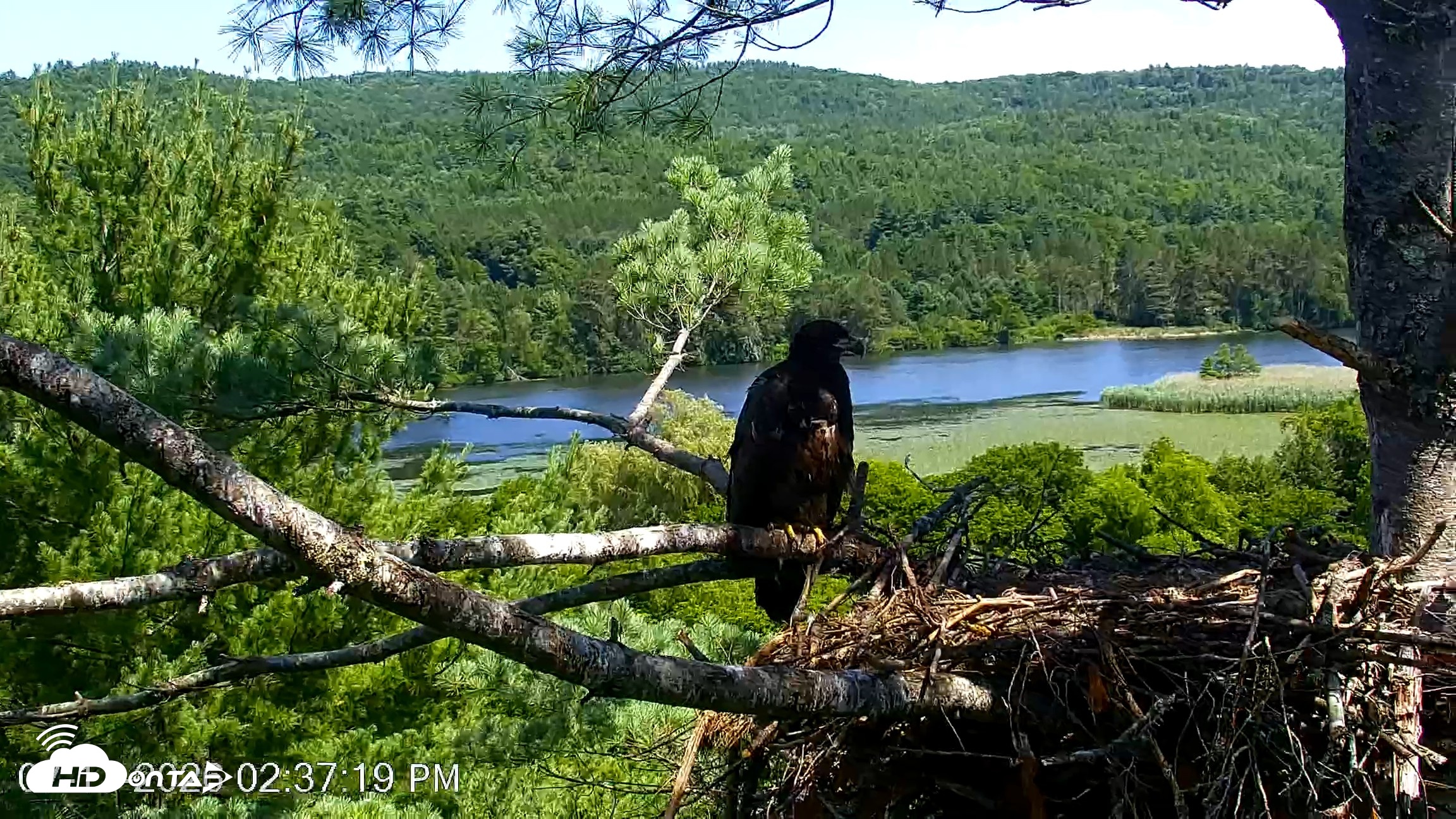 Snapshot of VINS Bald Eagles Nest Live Cams taken Jul 17, 2026, 2:38pm EDT