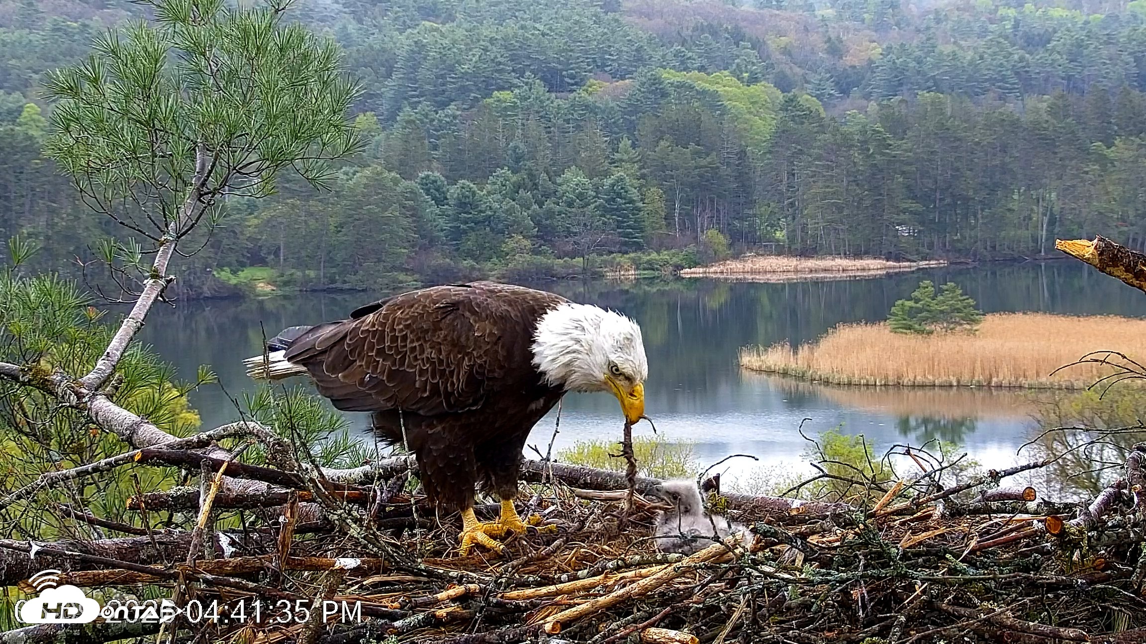 Snapshot of VINS Bald Eagles Nest Live Cams taken May 9, 2026, 4:42pm EDT