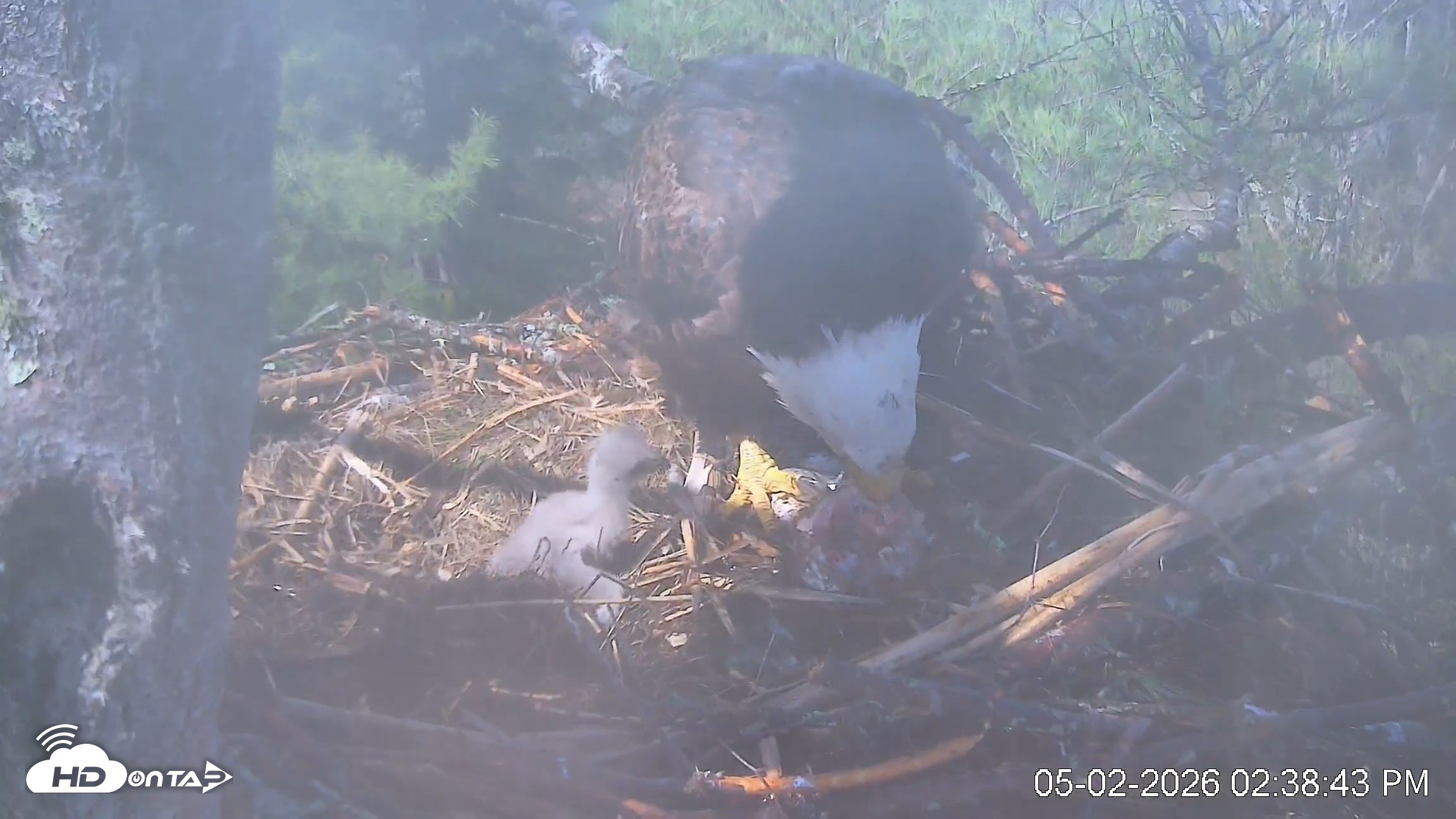 Snapshot of VINS Bald Eagles Nest Live Cams taken May 2, 2026, 2:39pm EDT