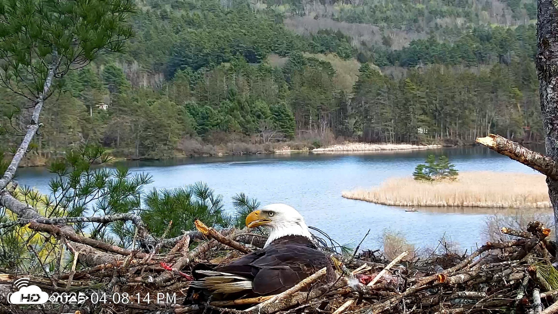 Snapshot of VINS Bald Eagles Nest Live Cams taken Apr 28, 2026, 4:08pm EDT