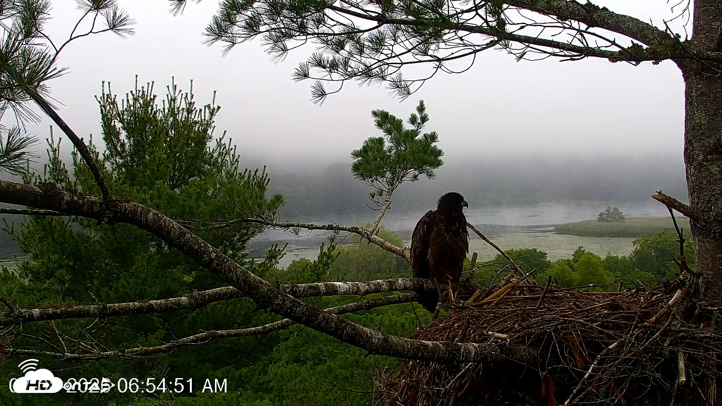 Snapshot of VINS Bald Eagles Nest Live Cams taken Jul 8, 2026, 6:55am EDT