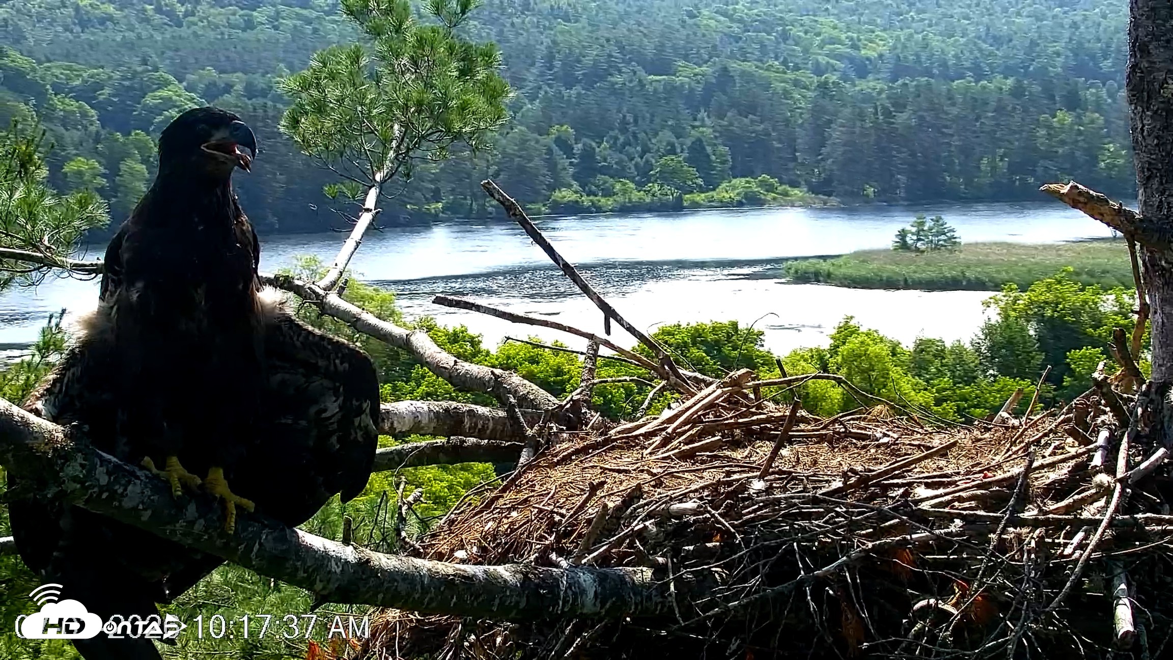 Snapshot of VINS Bald Eagles Nest Live Cams taken Jul 3, 2026, 10:18am EDT