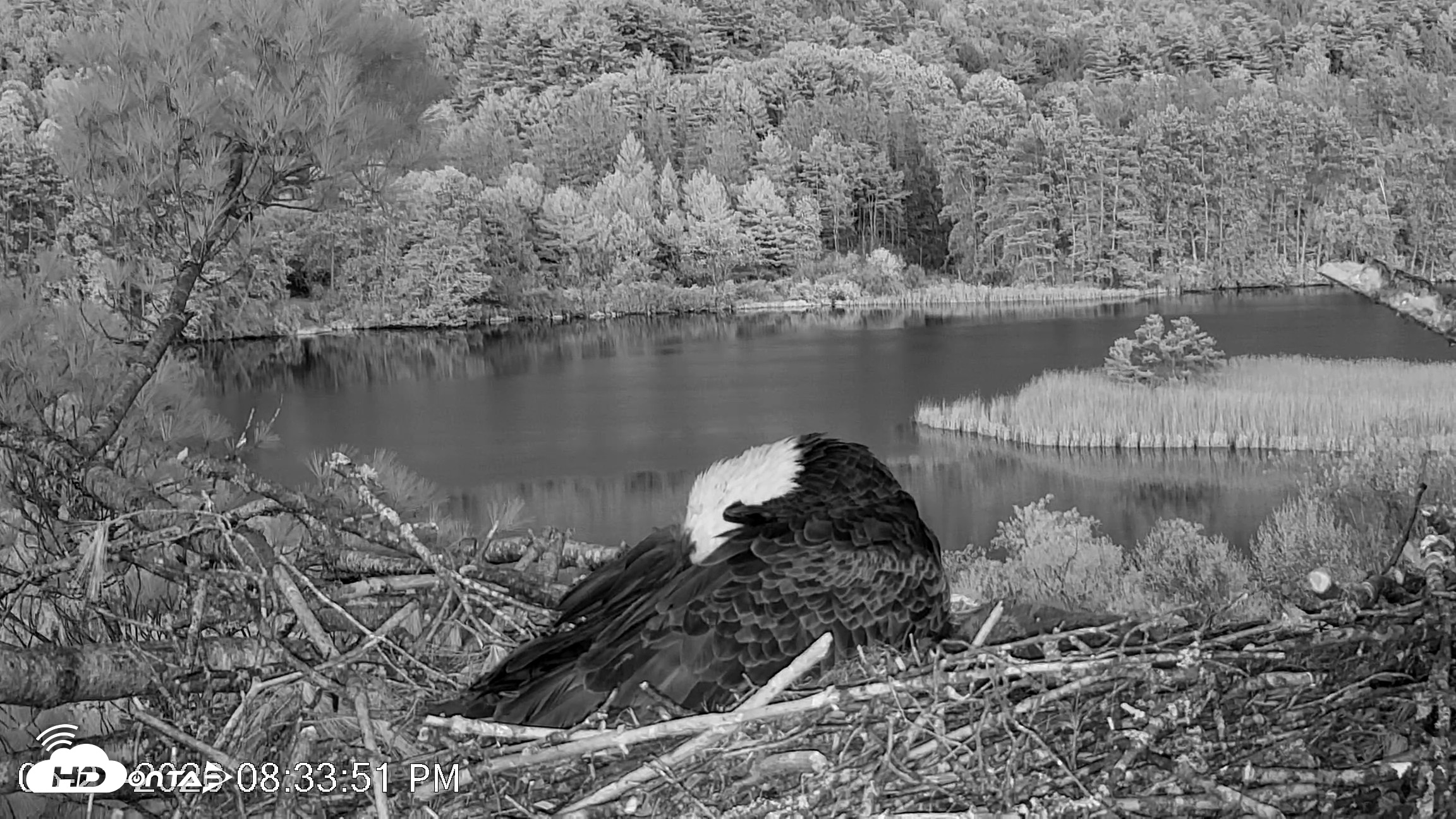Snapshot of VINS Bald Eagles Nest Live Cams taken May 21, 2026, 8:34pm EDT