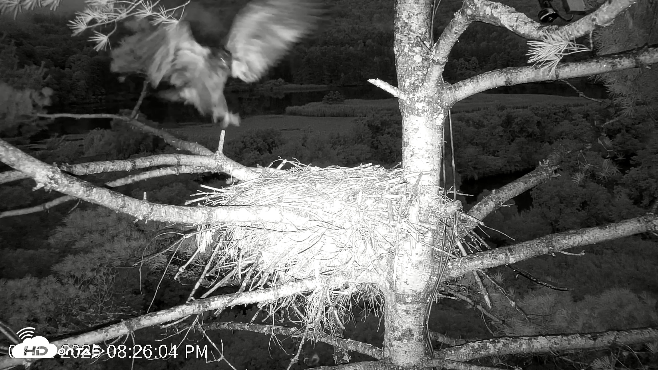 Snapshot of VINS Bald Eagles Nest Live Cams taken Aug 12, 2026, 8:27pm EDT