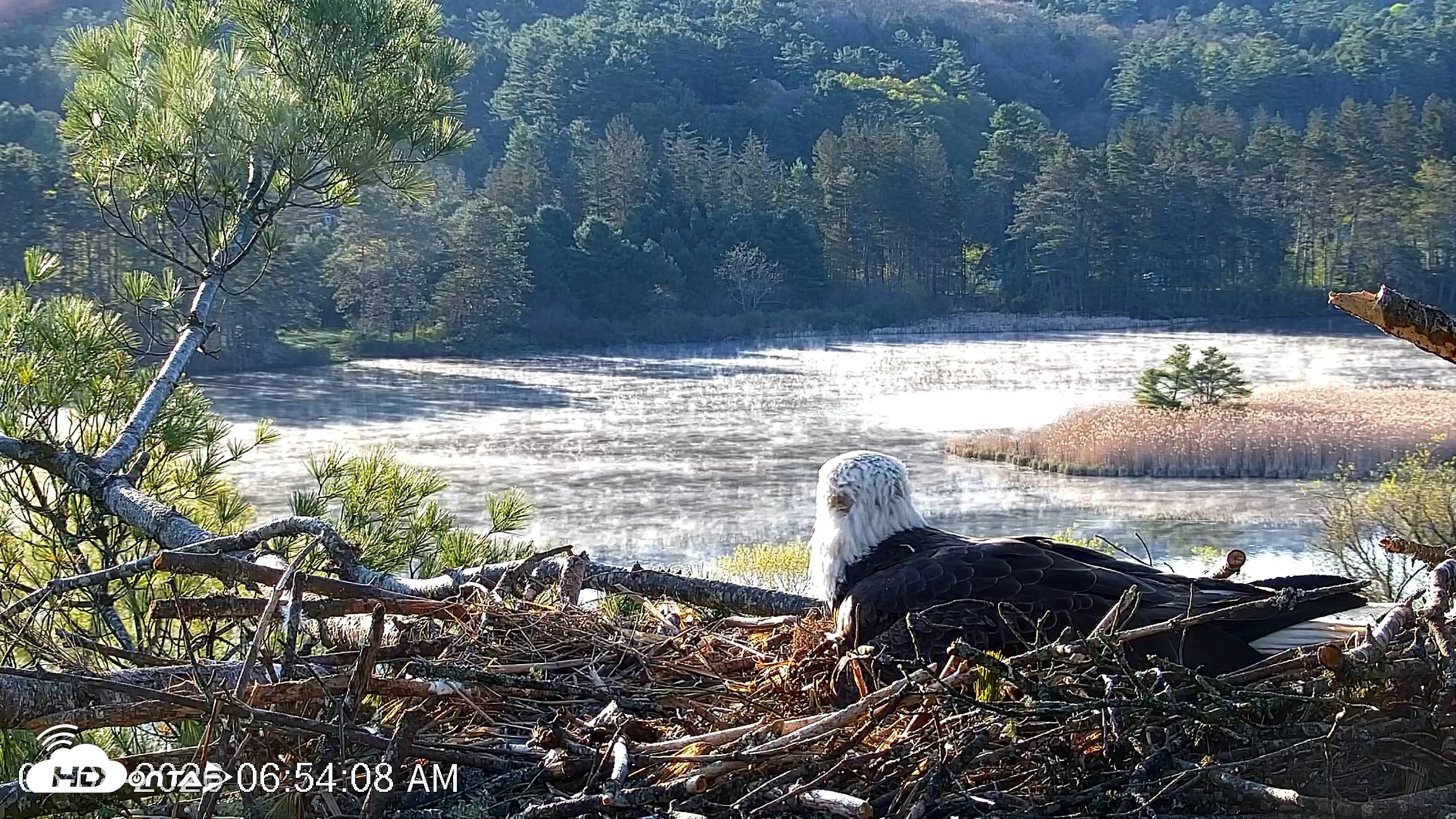 Snapshot of VINS Bald Eagles Nest Live Cams taken May 8, 2026, 6:54am EDT