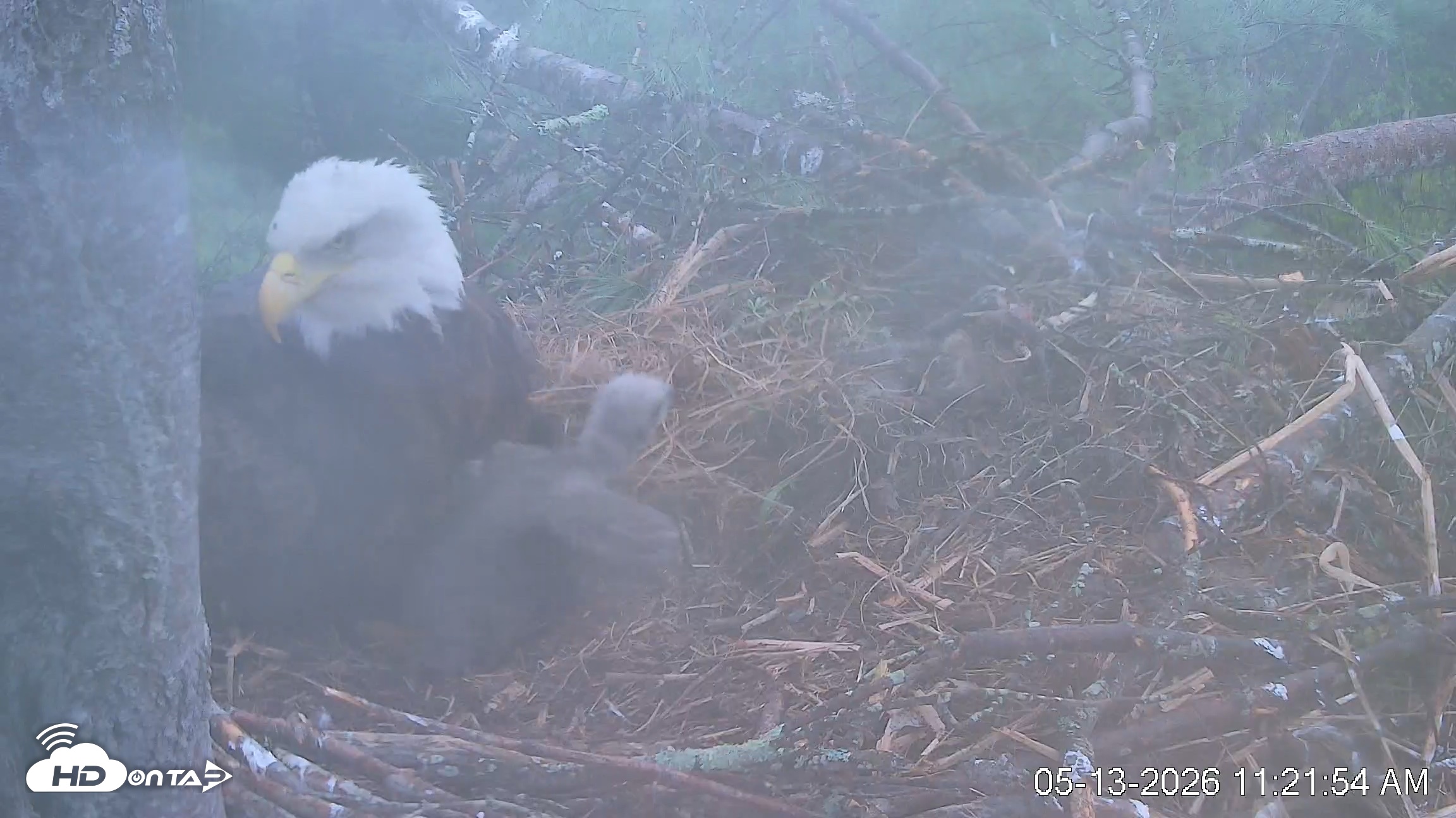 Snapshot of VINS Bald Eagles Nest Live Cams taken May 13, 2026, 11:22am EDT