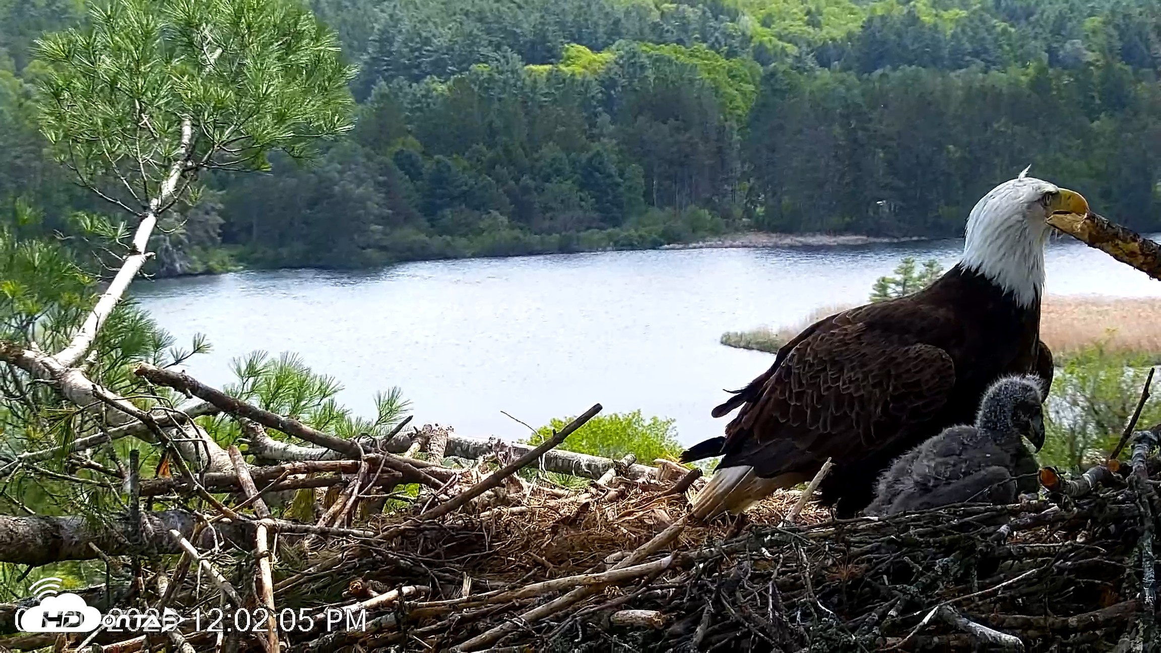 Snapshot of VINS Bald Eagles Nest Live Cams taken May 20, 2026, 12:03pm EDT