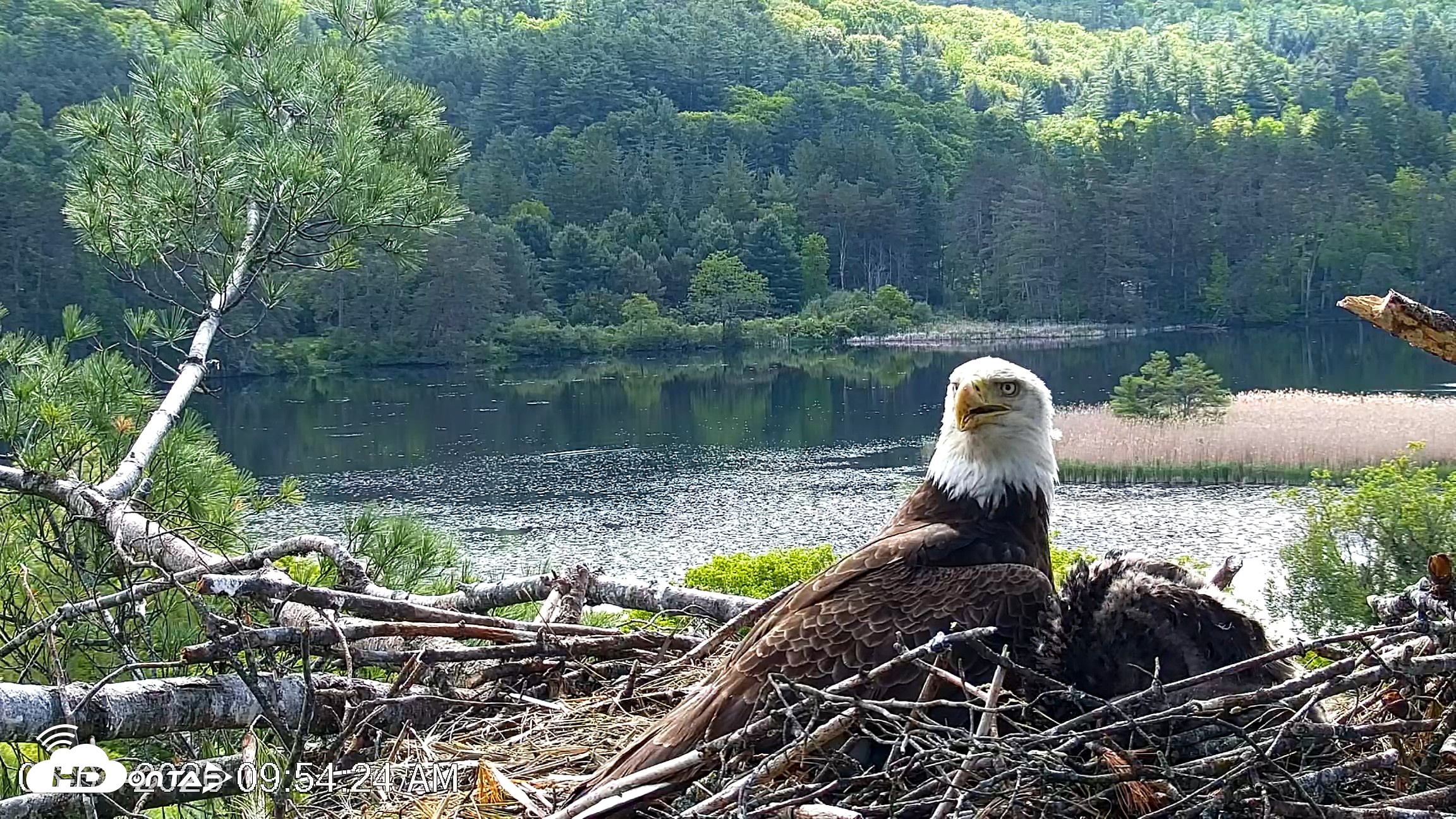Snapshot of VINS Bald Eagles Nest Live Cams taken Jun 1, 2026, 9:55am EDT