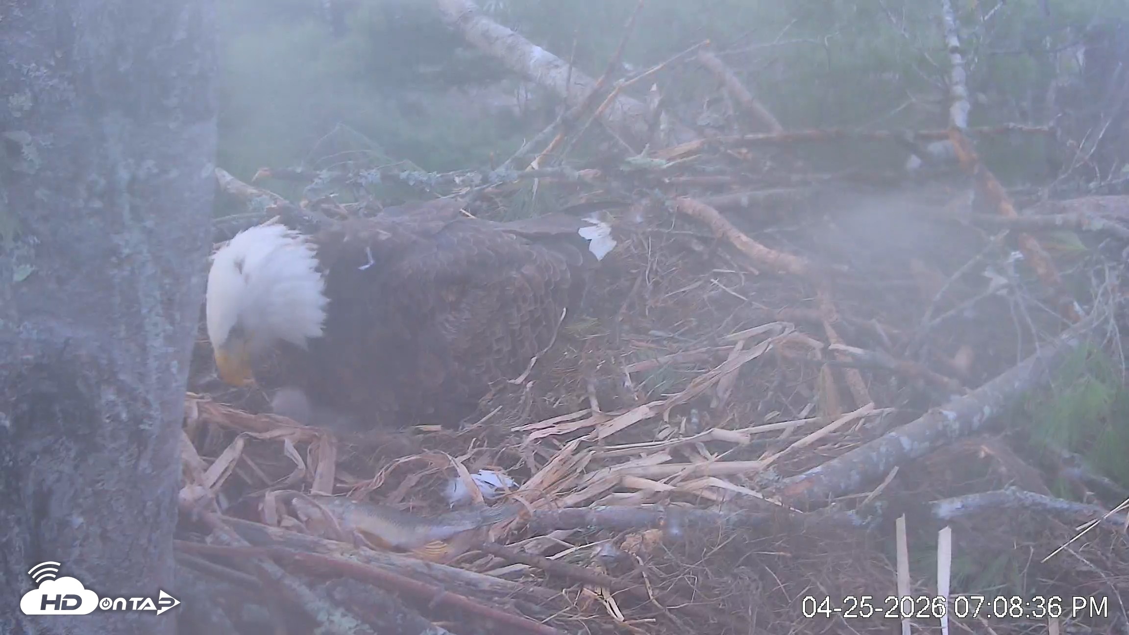 Snapshot of VINS Bald Eagles Nest Live Cams taken Apr 25, 2026, 7:09pm EDT